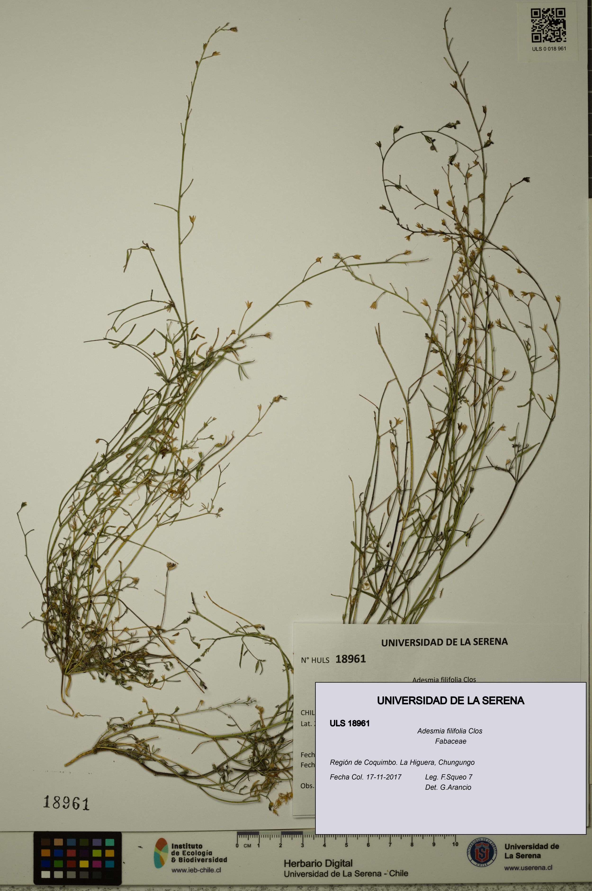 Adesmia filifolia [Espécimen: ]