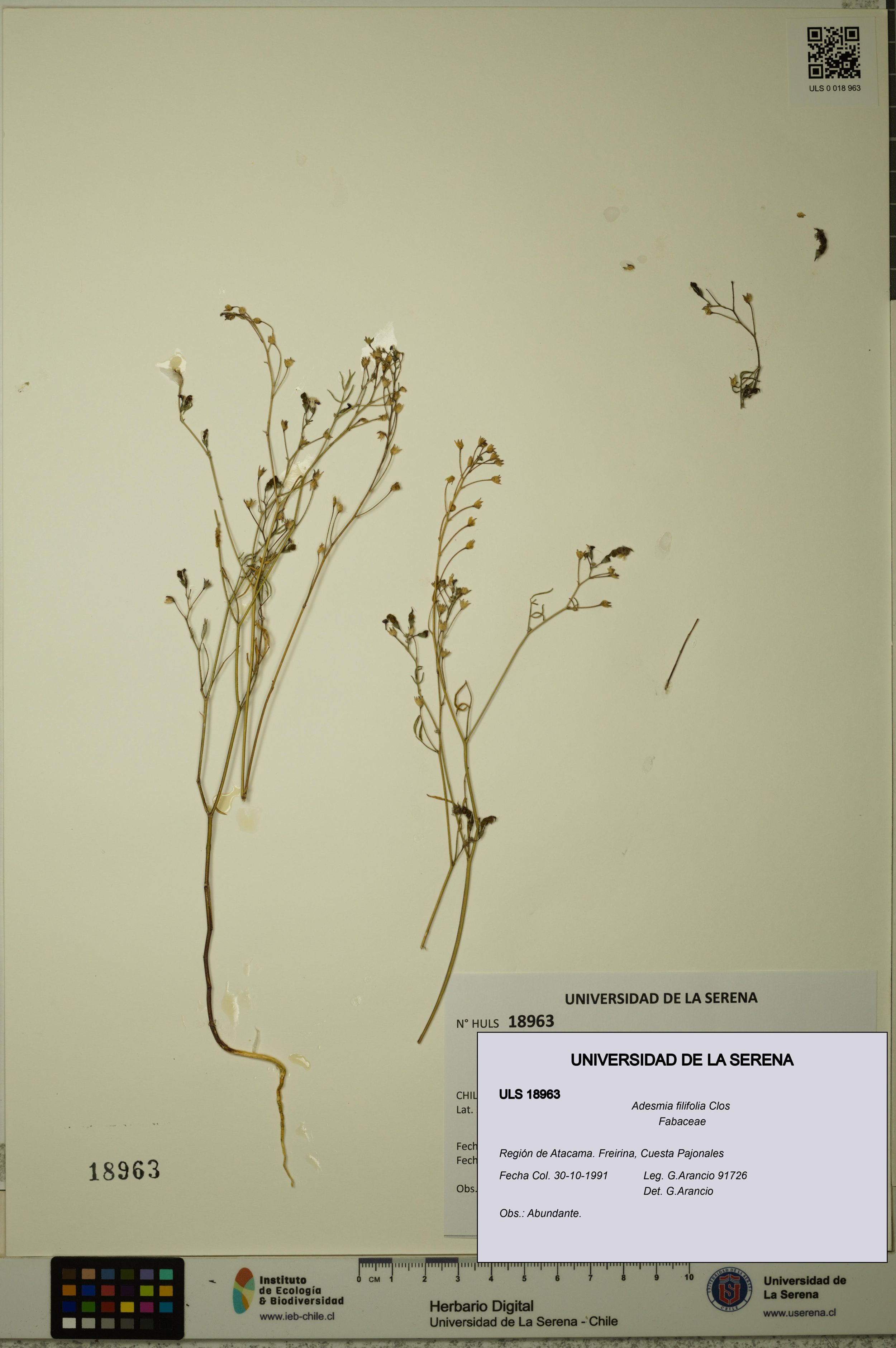 Adesmia filifolia [Espécimen: ]