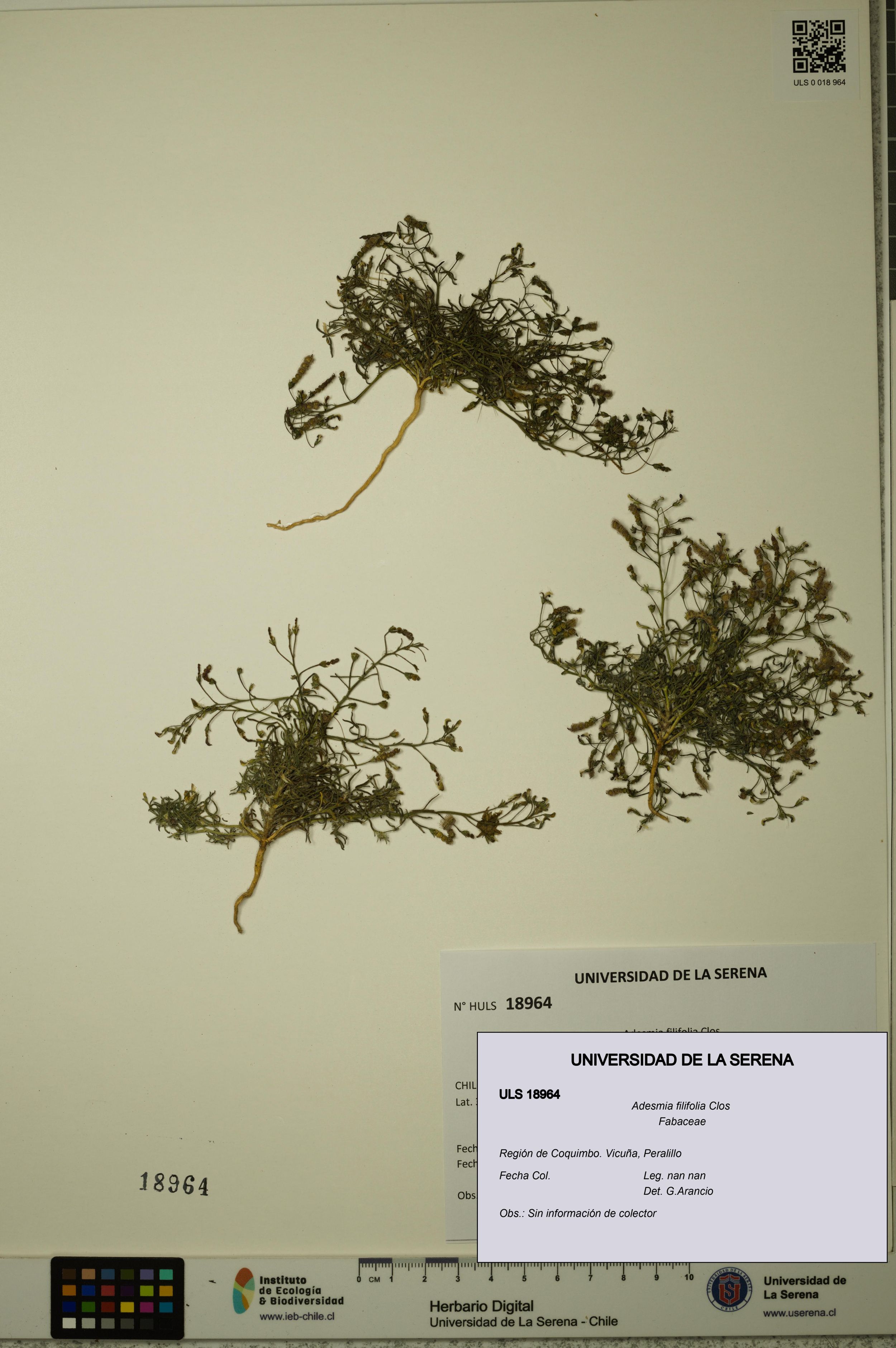 Adesmia filifolia [Espécimen: ]