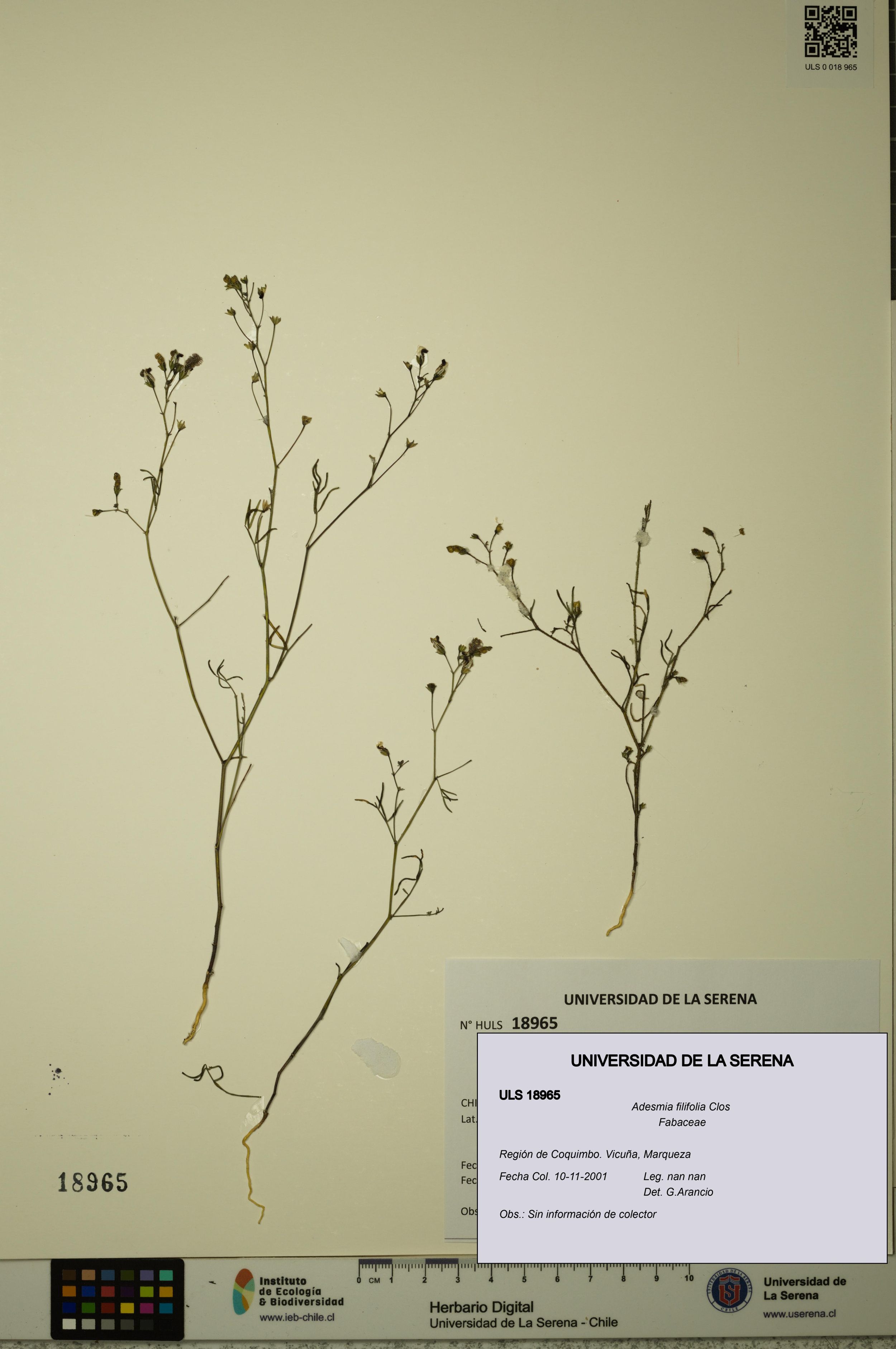 Adesmia filifolia [Espécimen: ]