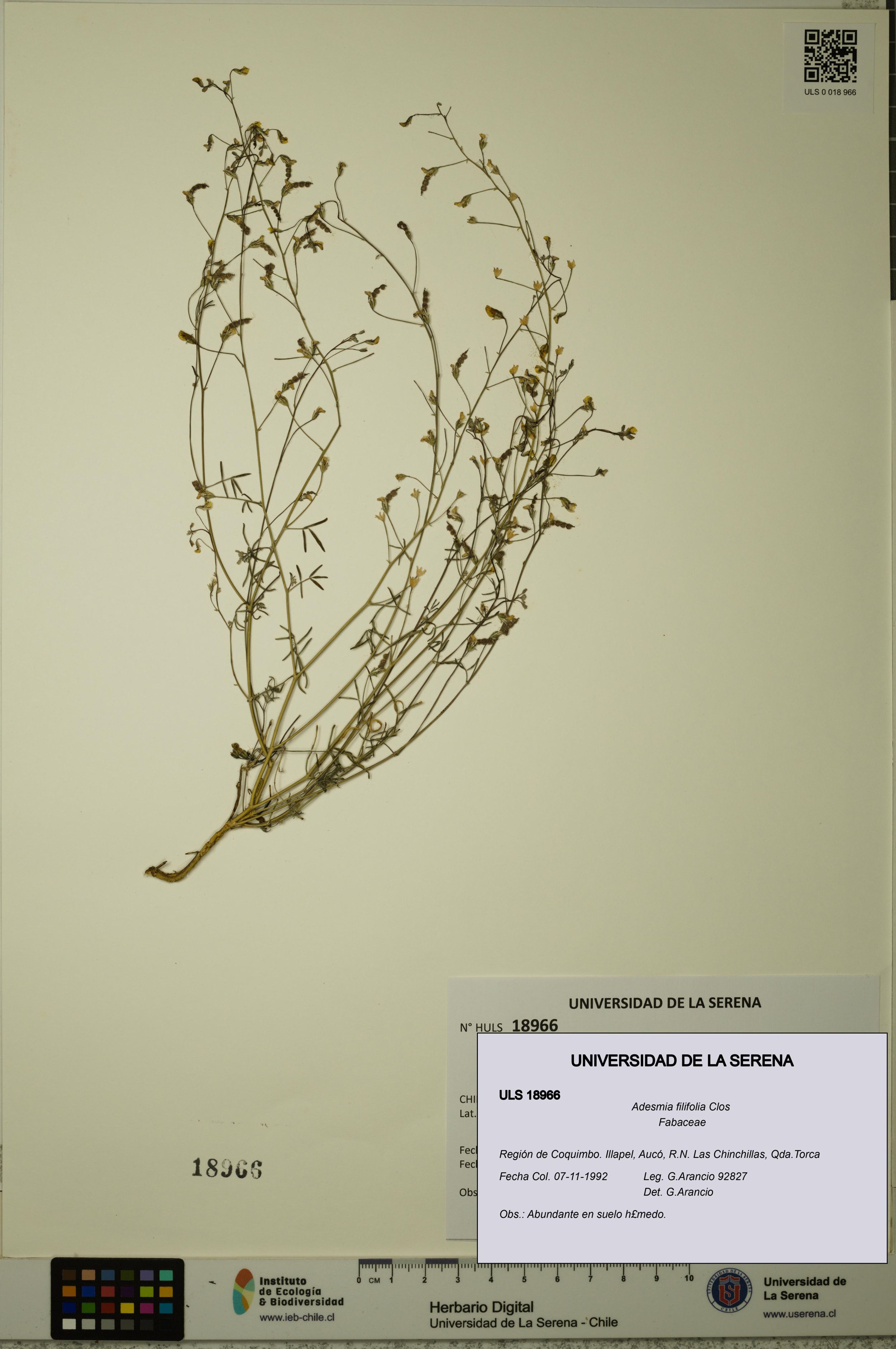 Adesmia filifolia [Espécimen: ]