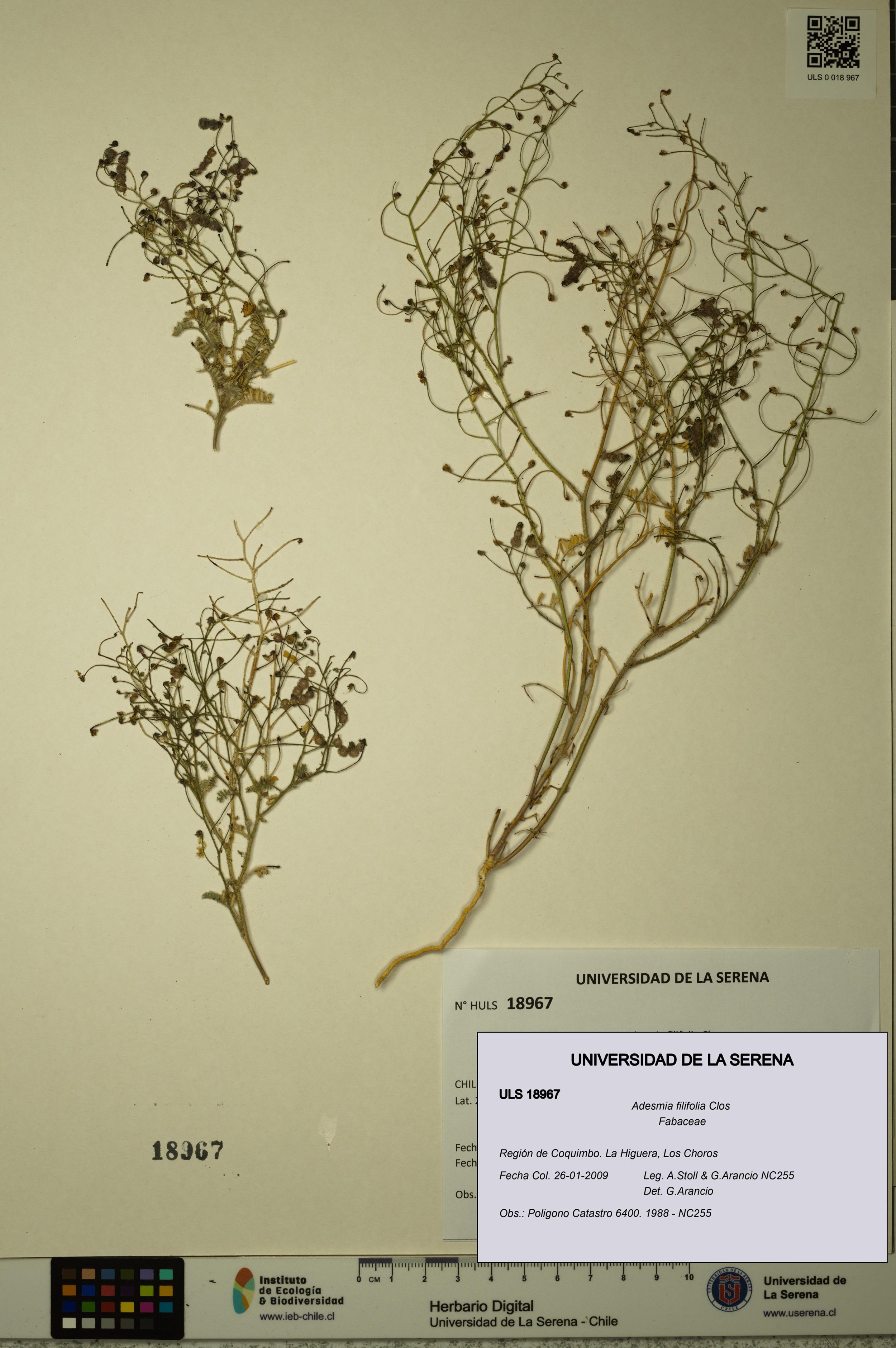 Adesmia filifolia [Espécimen: ]