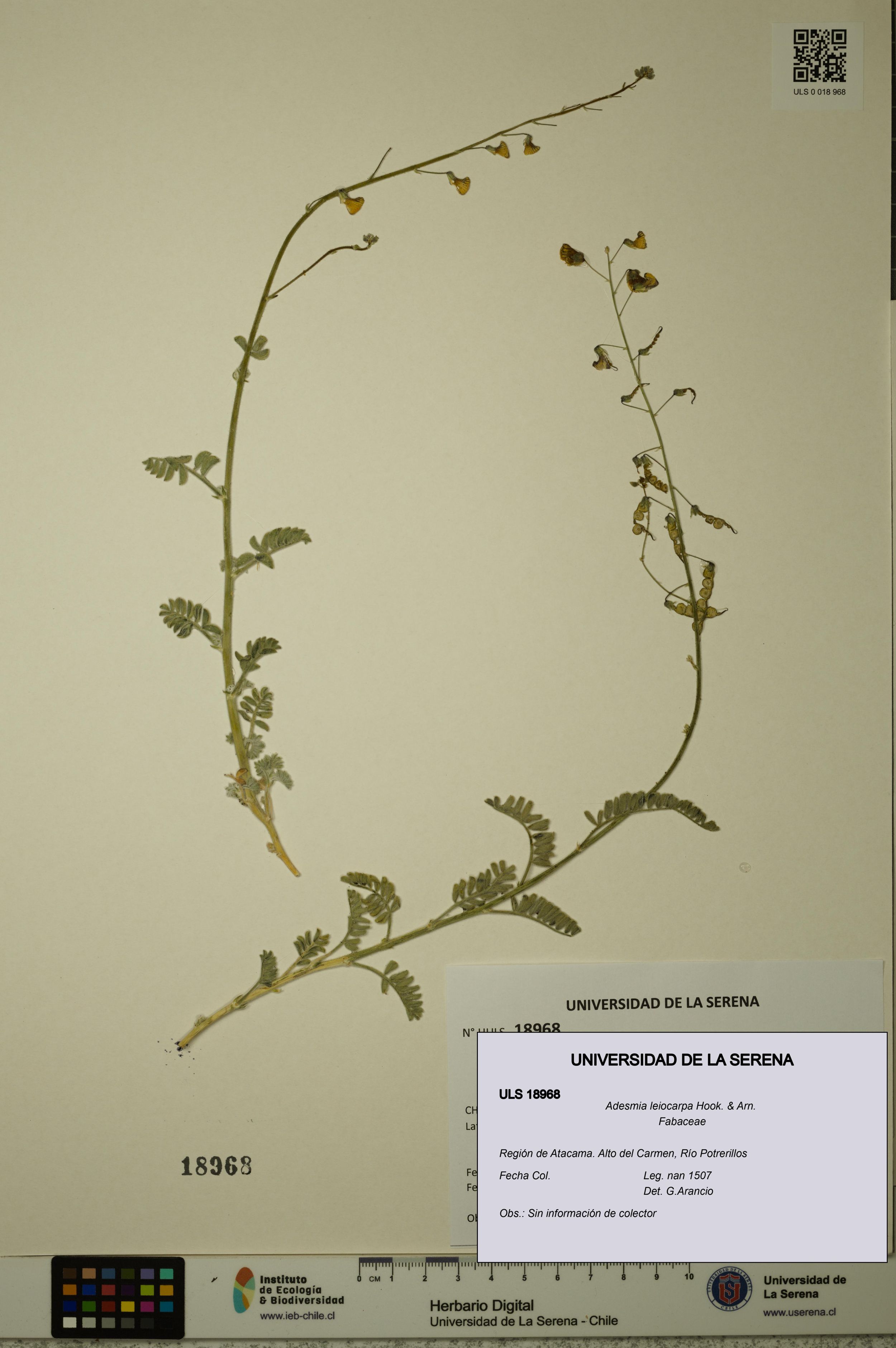 Adesmia leiocarpa [Espécimen: ]