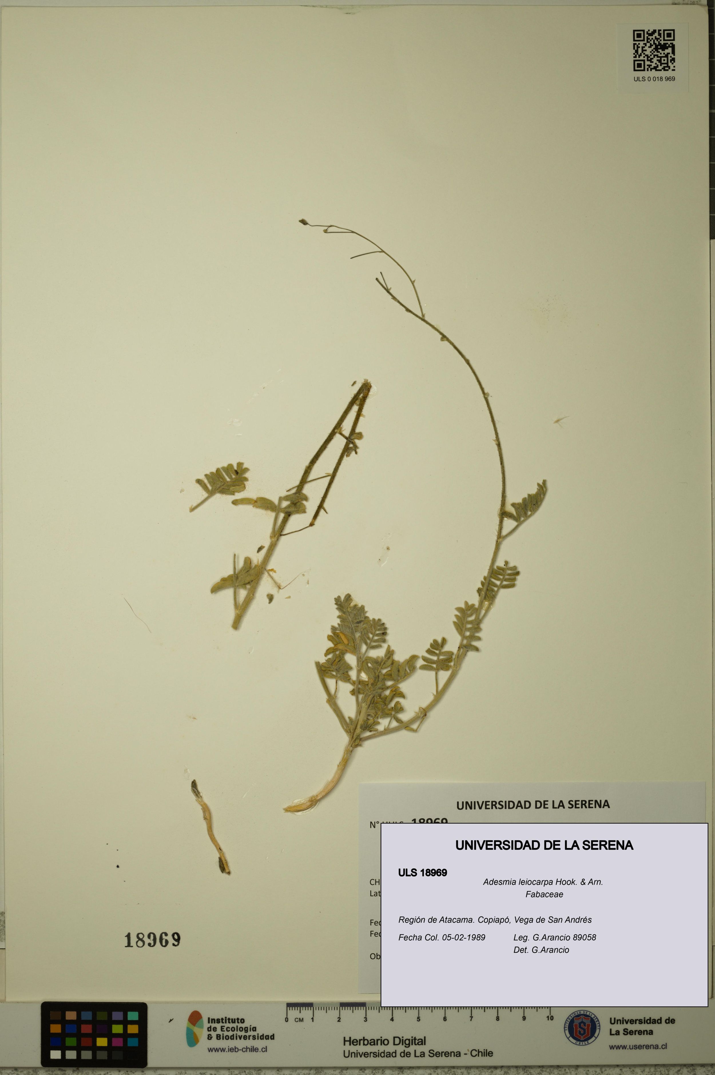 Adesmia leiocarpa [Espécimen: ]
