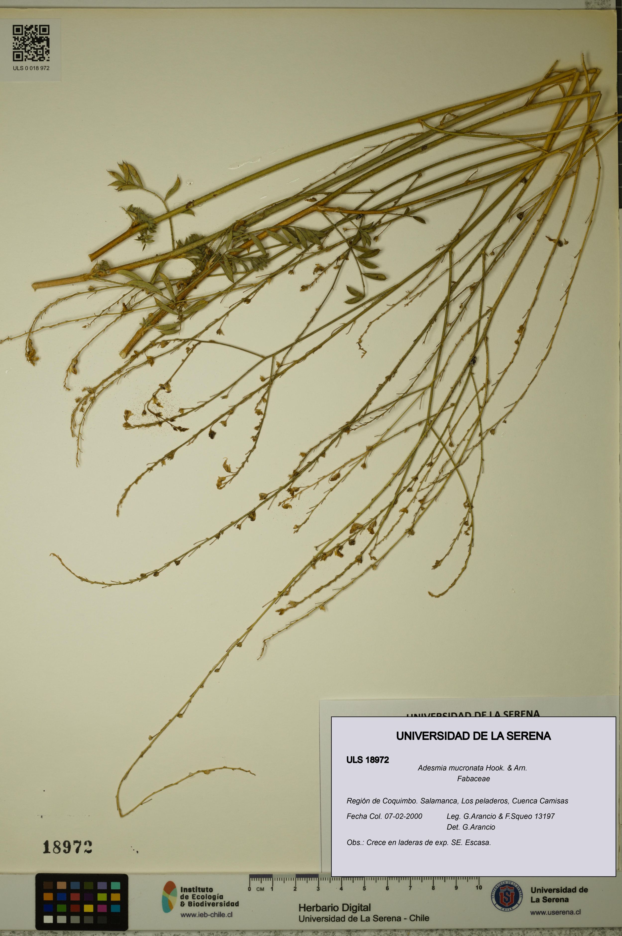 Adesmia mucronata [Espécimen: ]