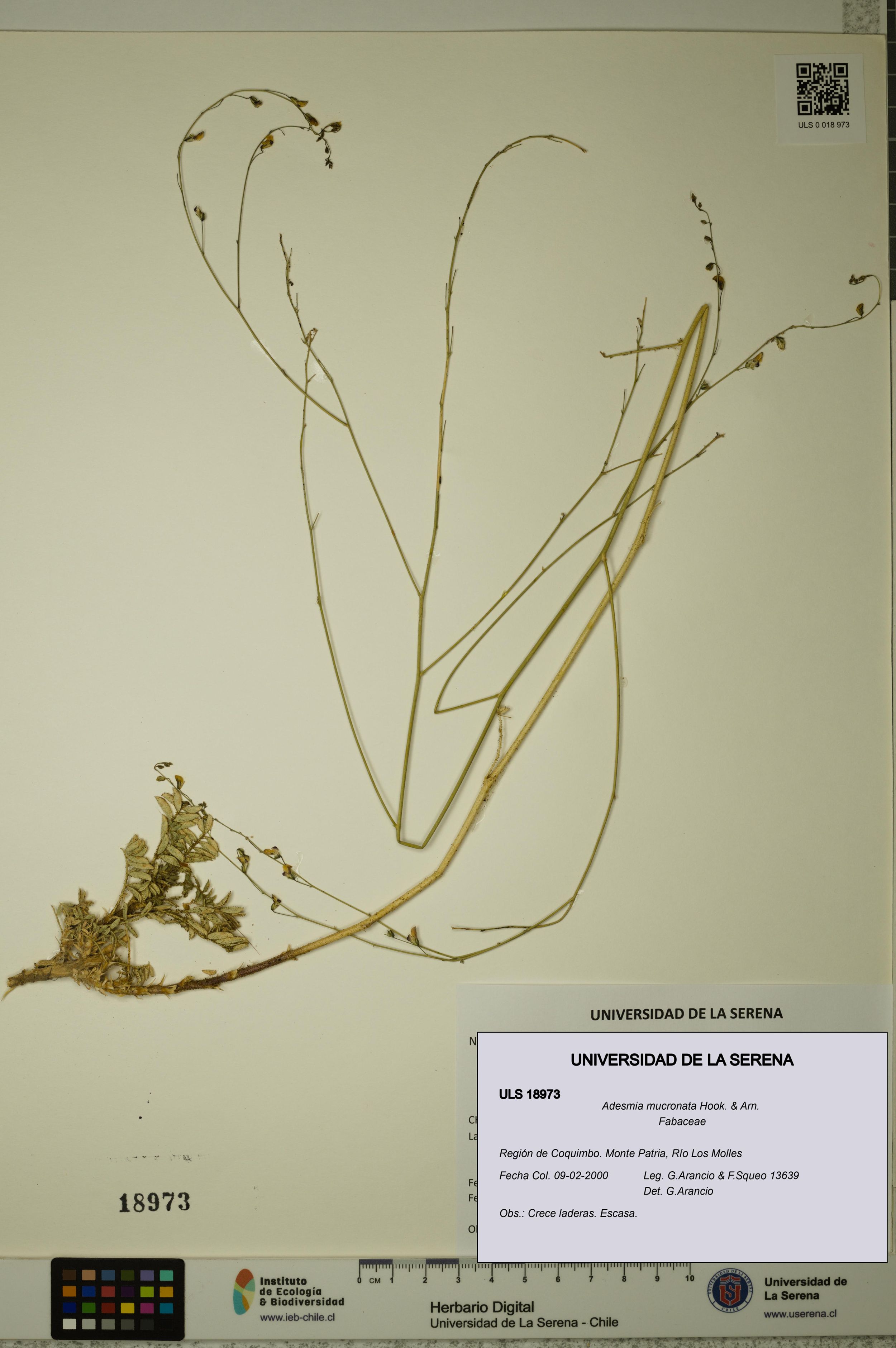 Adesmia mucronata [Espécimen: ]