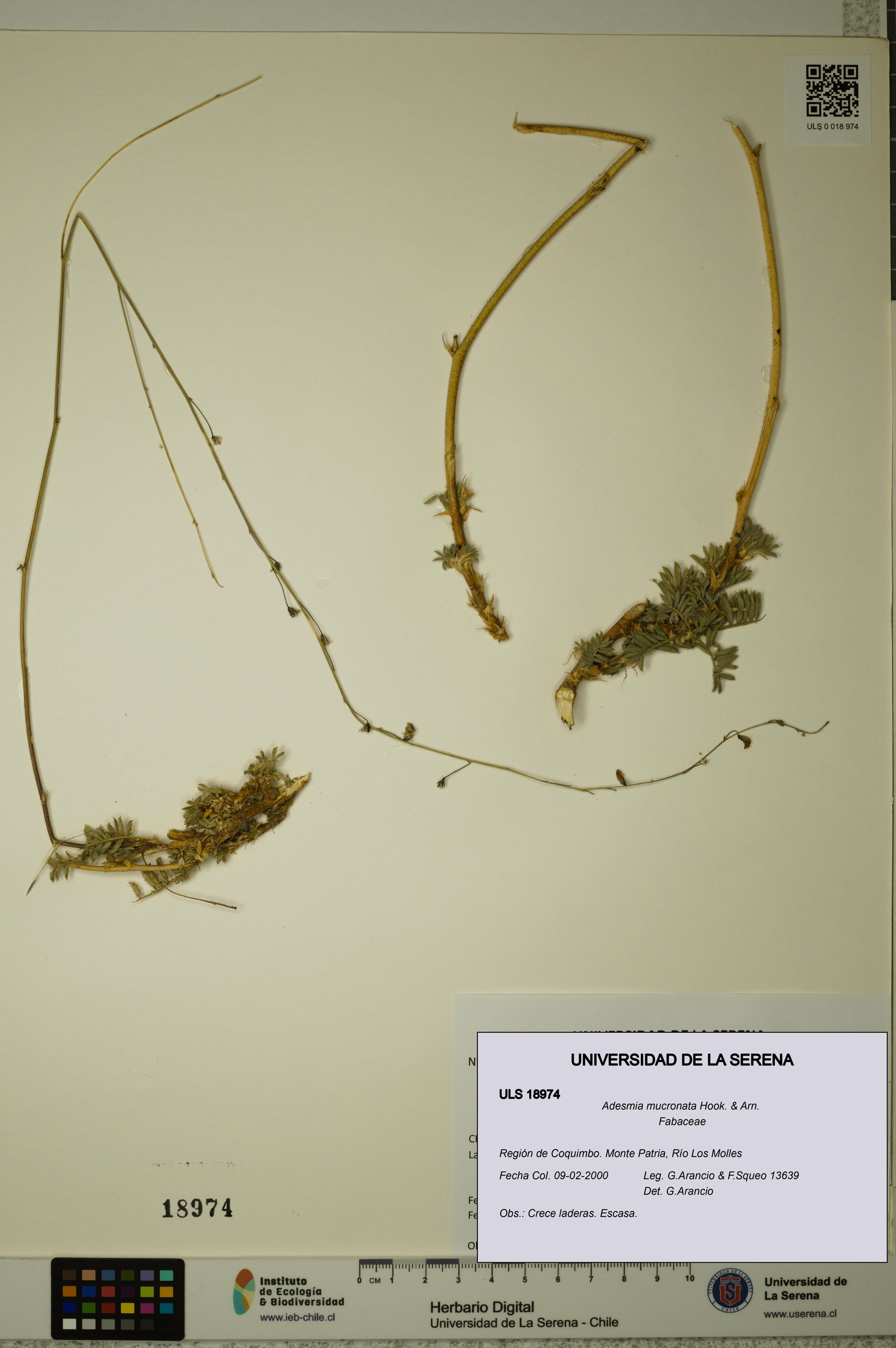 Adesmia mucronata [Espécimen: ]