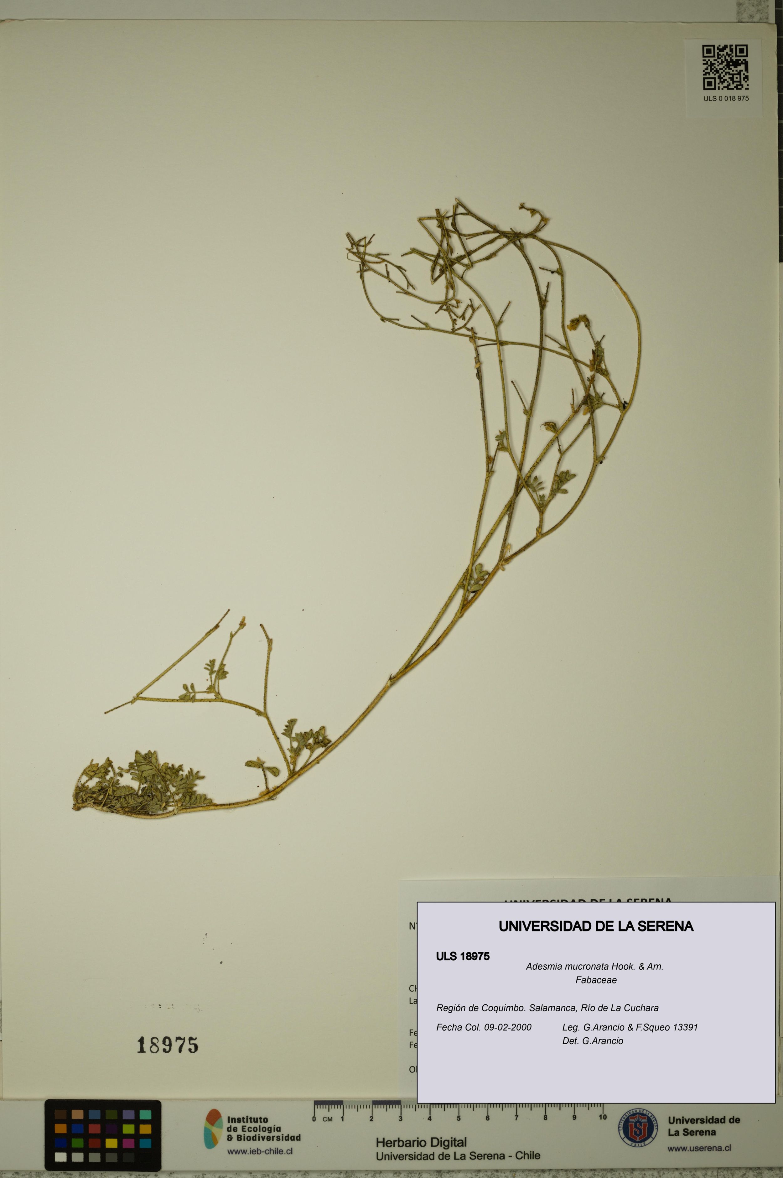 Adesmia mucronata [Espécimen: ]