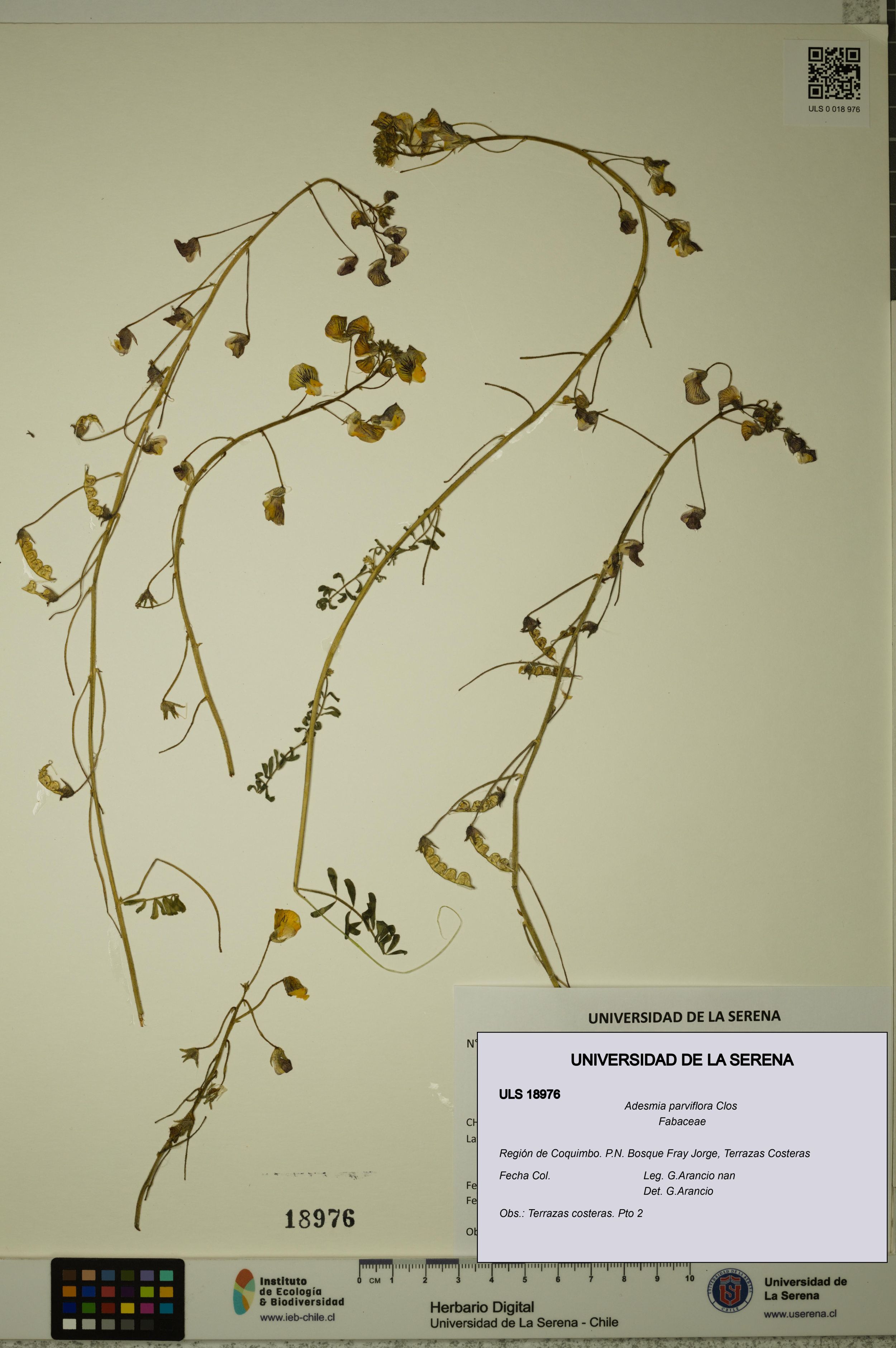 Adesmia parviflora [Espécimen: ]
