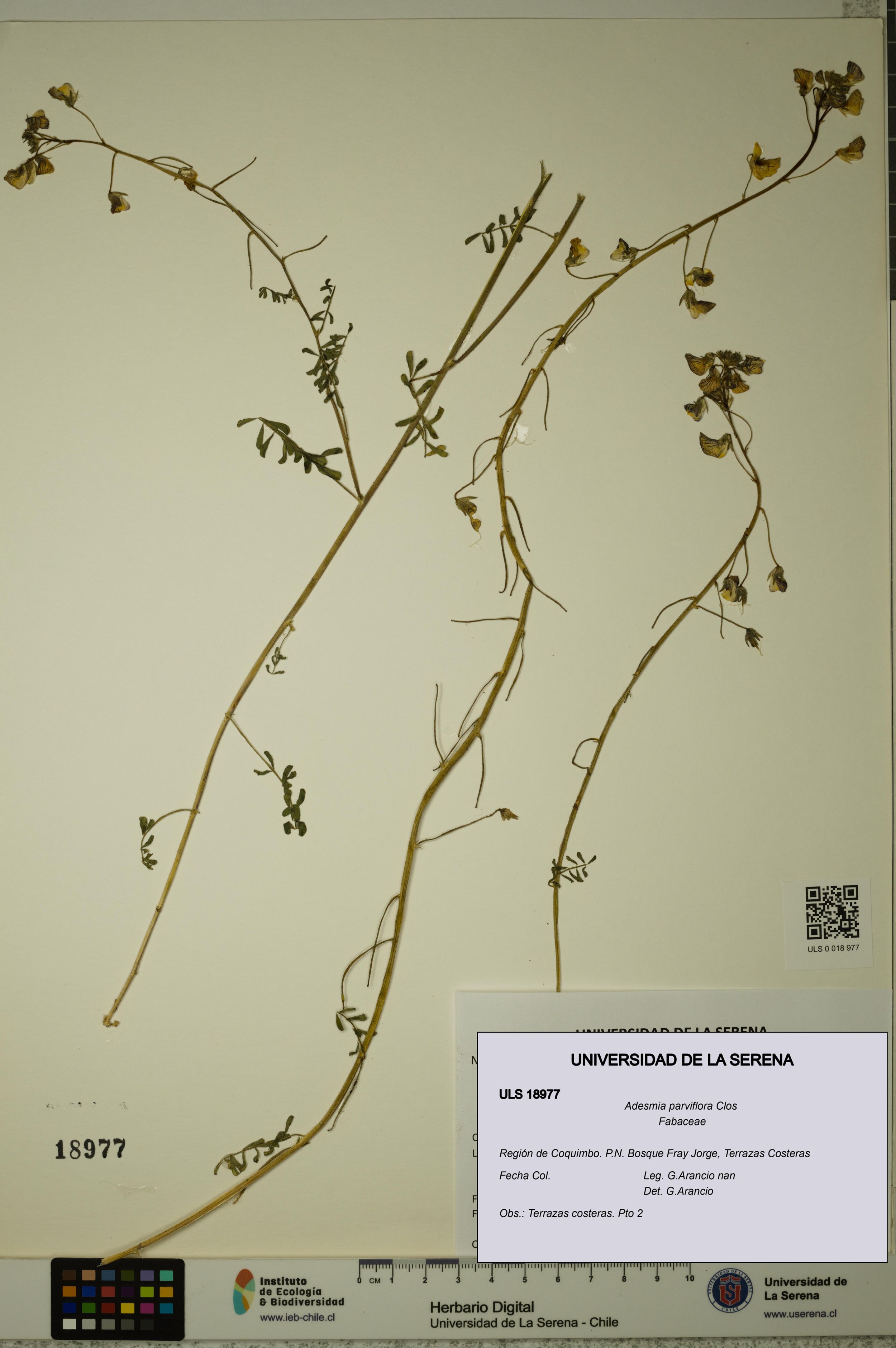 Adesmia parviflora [Espécimen: ]