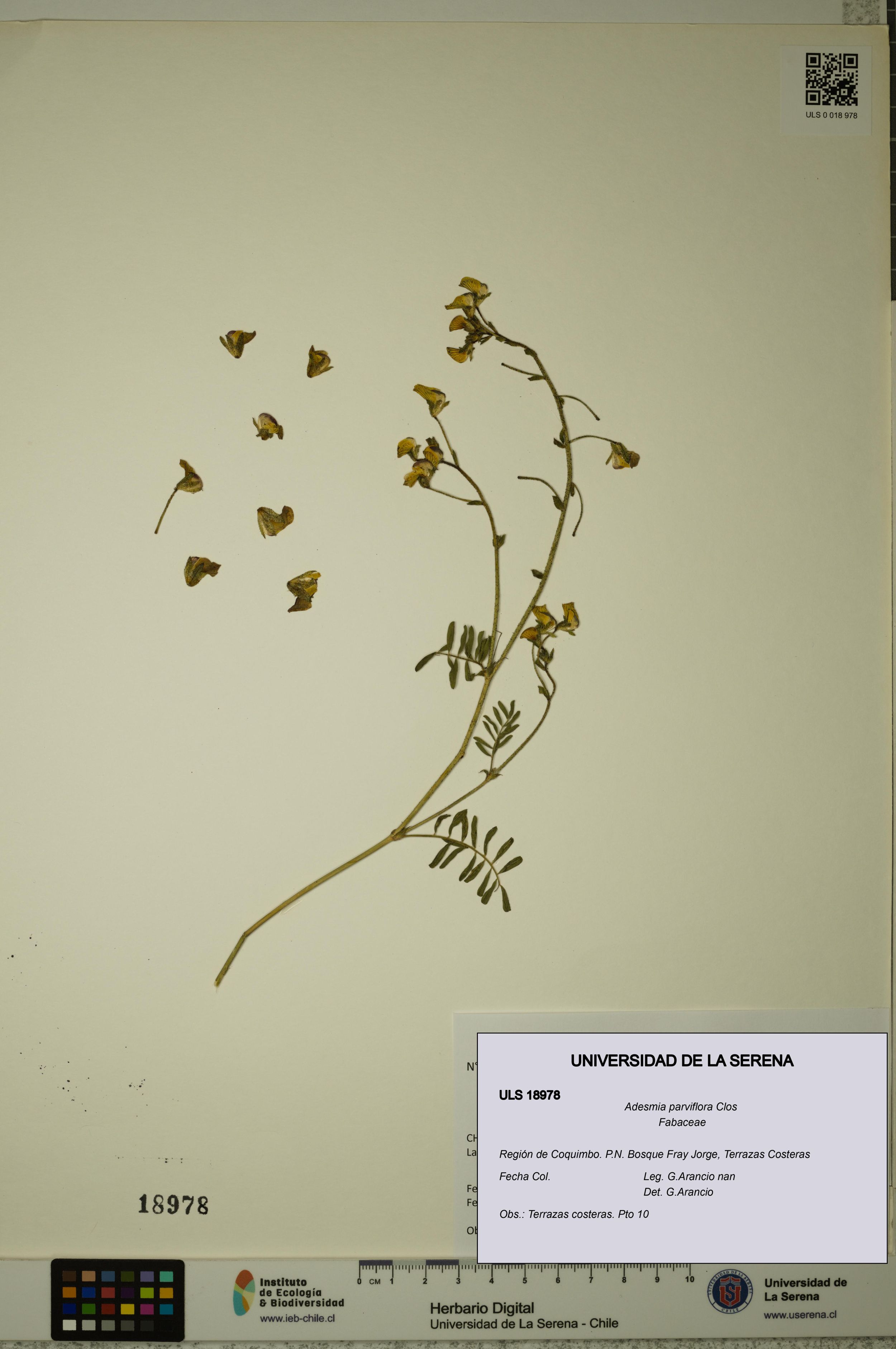 Adesmia parviflora [Espécimen: ]