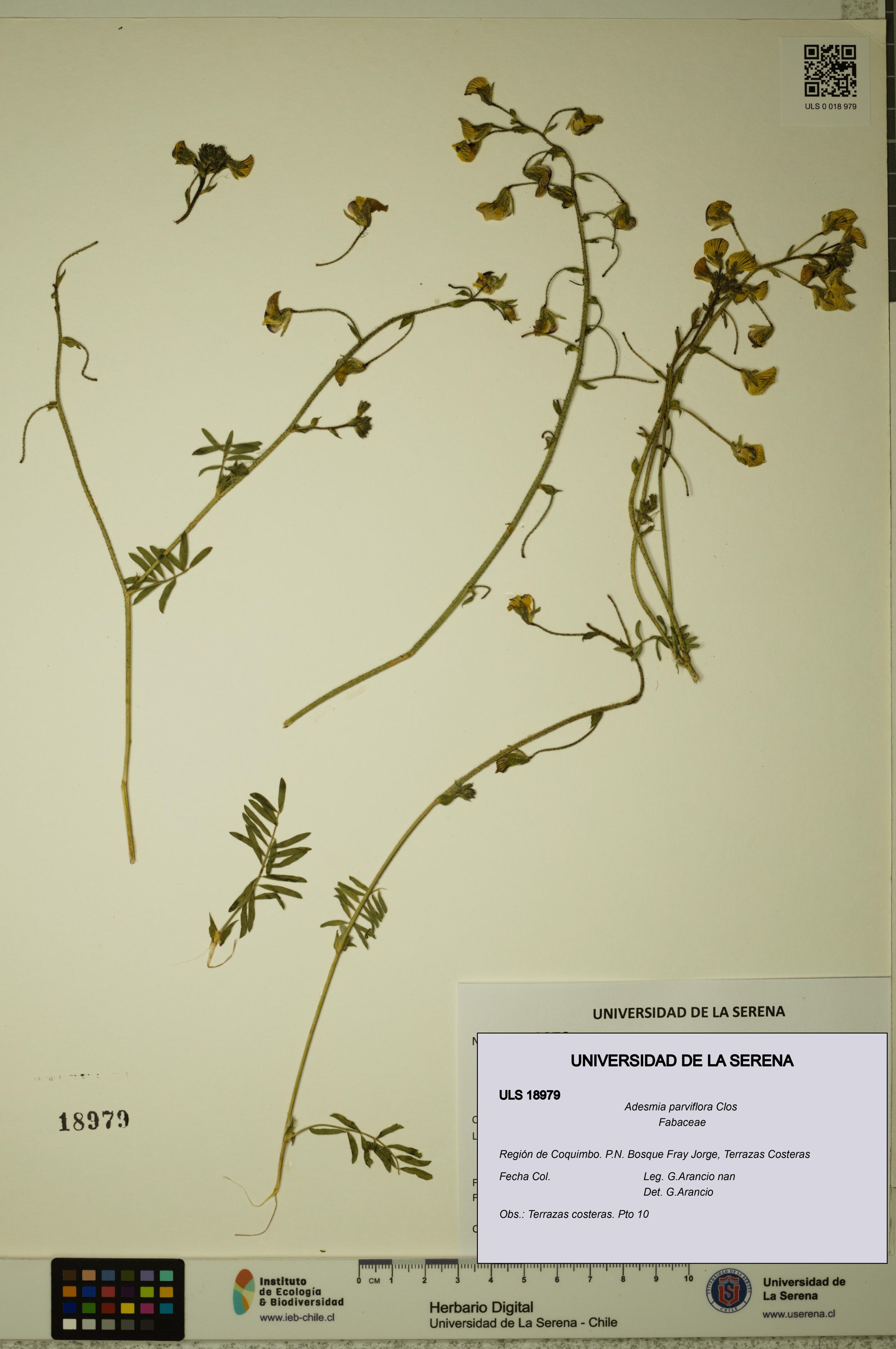 Adesmia parviflora [Espécimen: ]