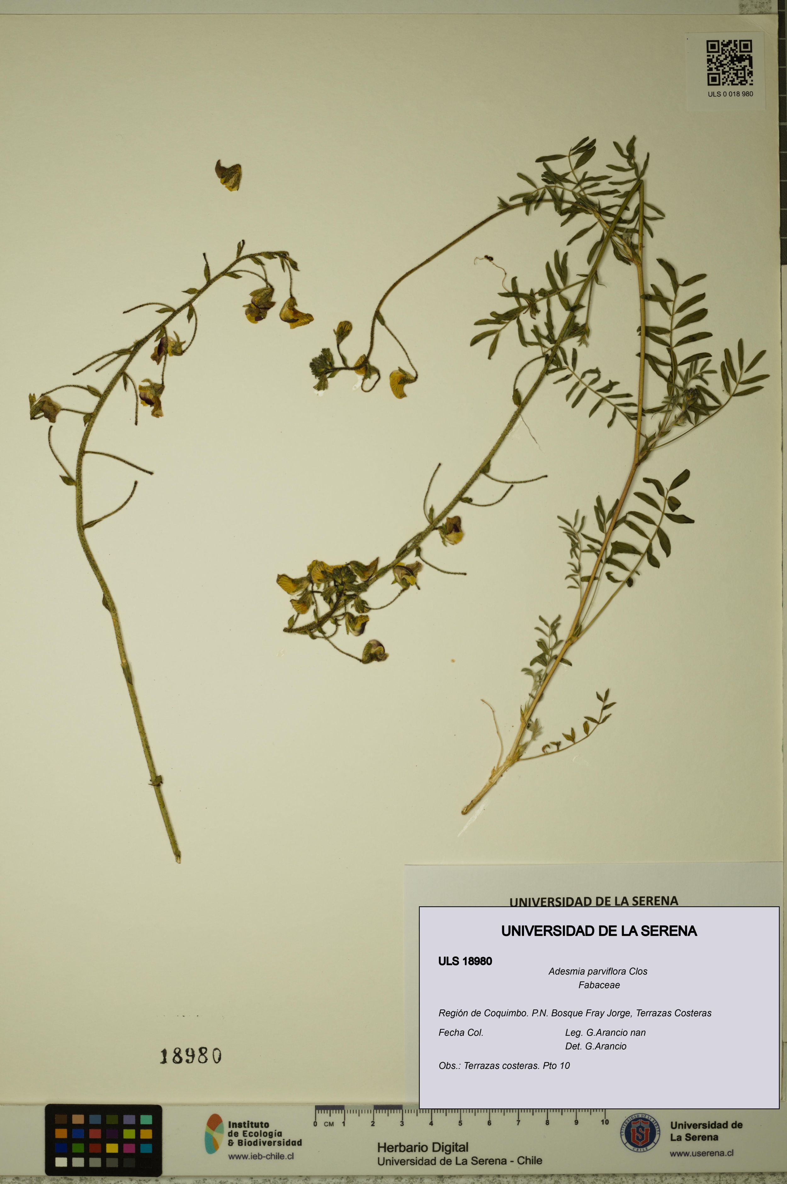 Adesmia parviflora [Espécimen: ]