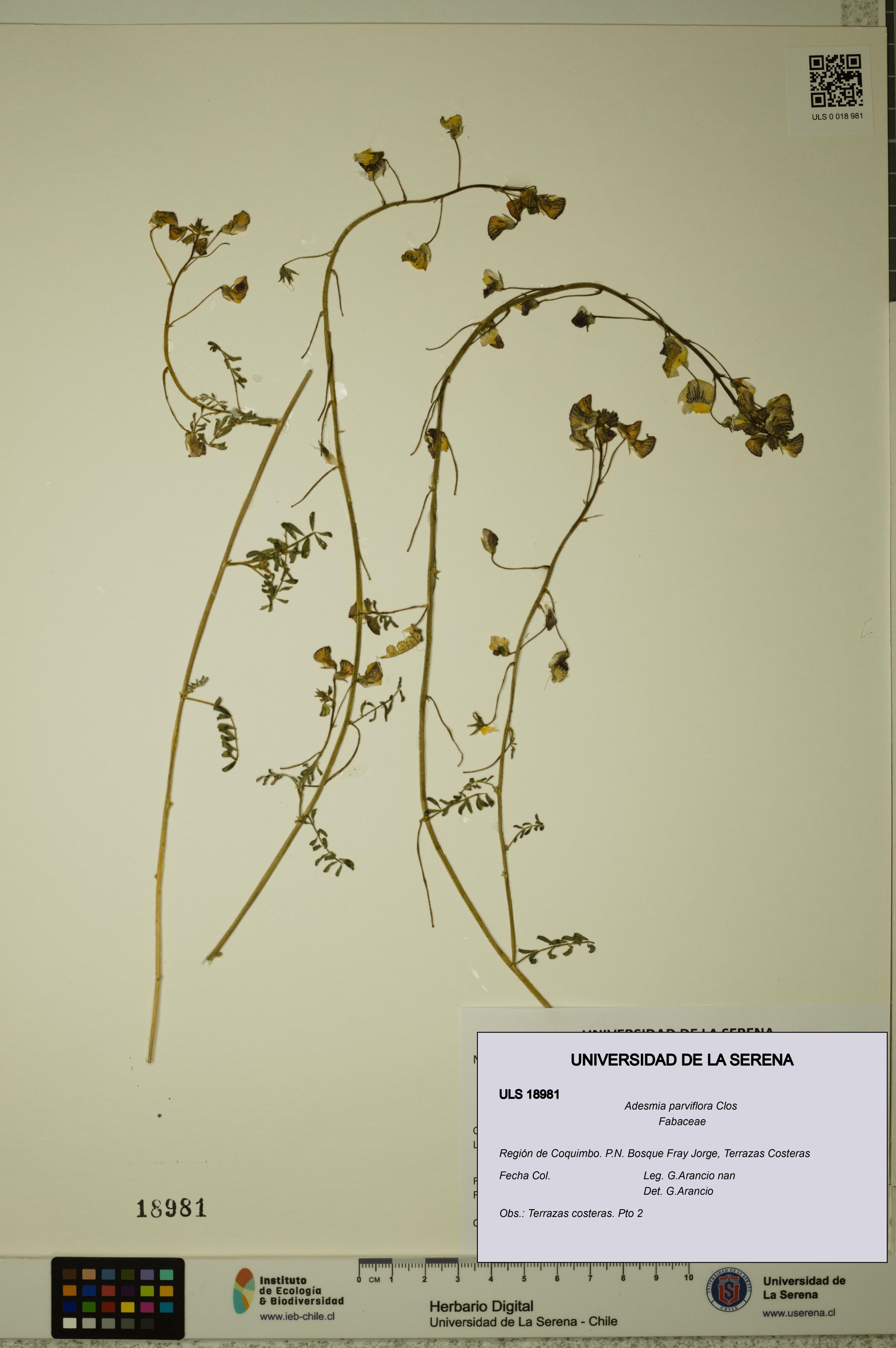 Adesmia parviflora [Espécimen: ]