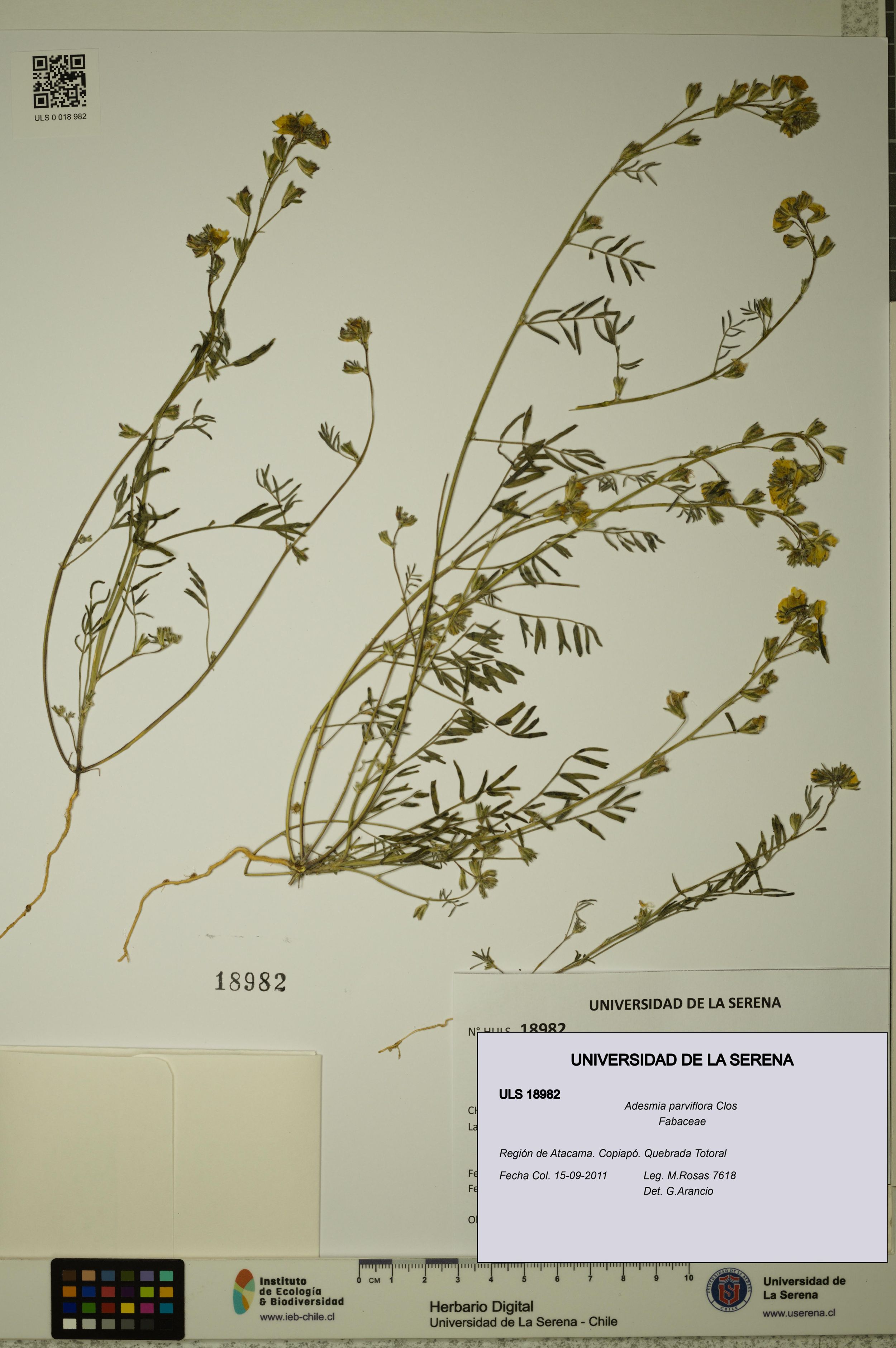 Adesmia parviflora [Espécimen: ]