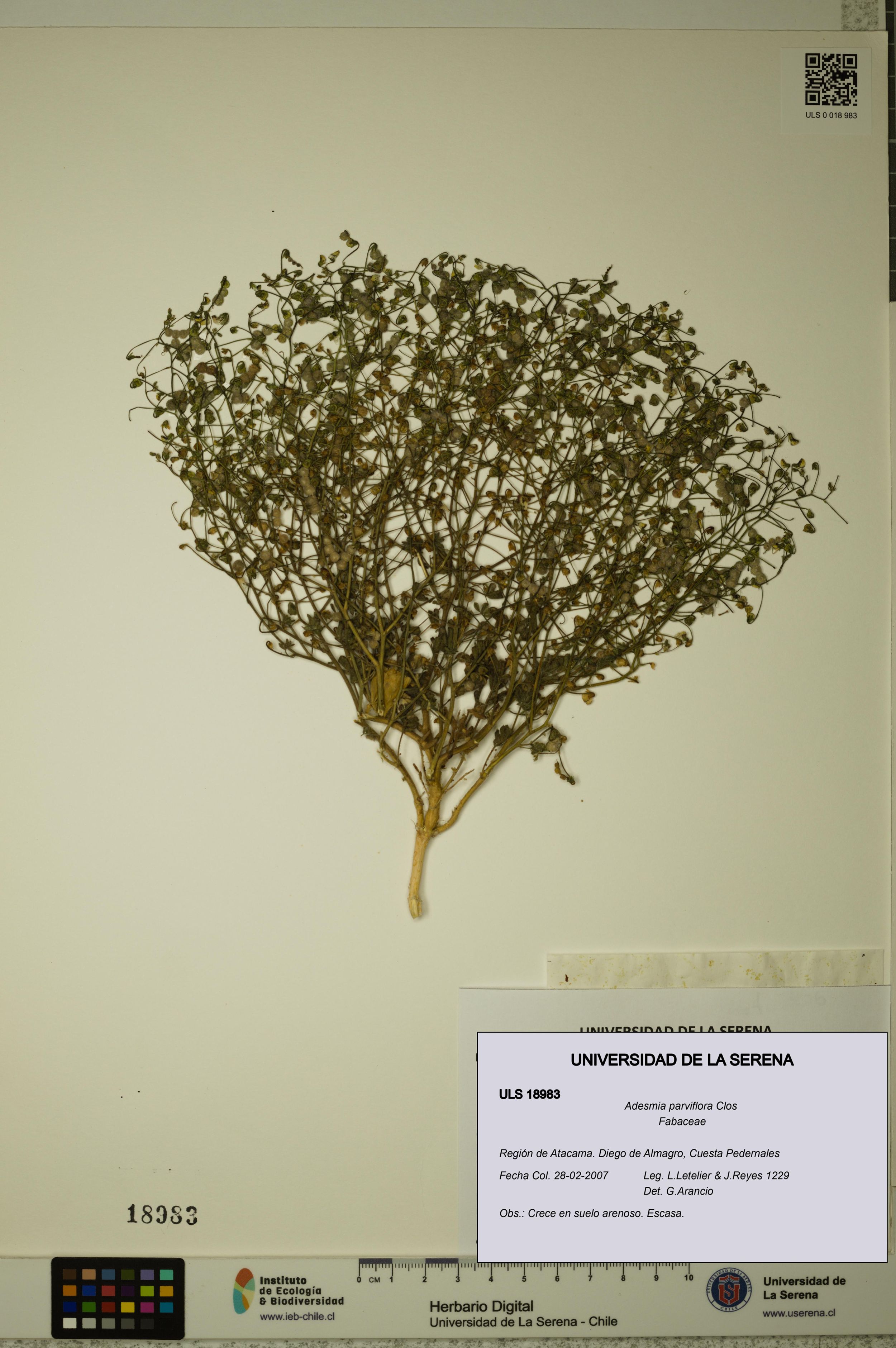 Adesmia parviflora [Espécimen: ]