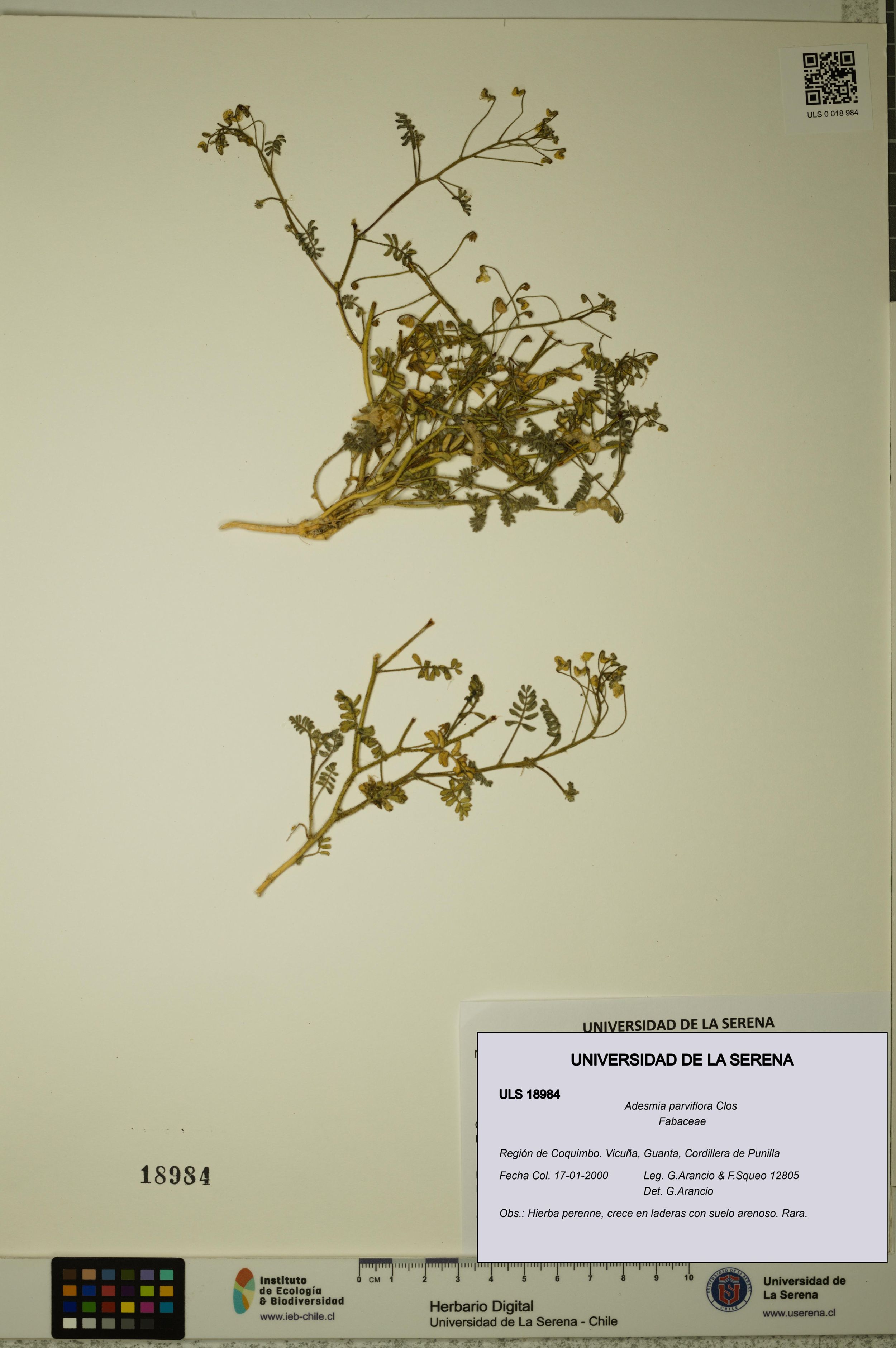 Adesmia parviflora [Espécimen: ]