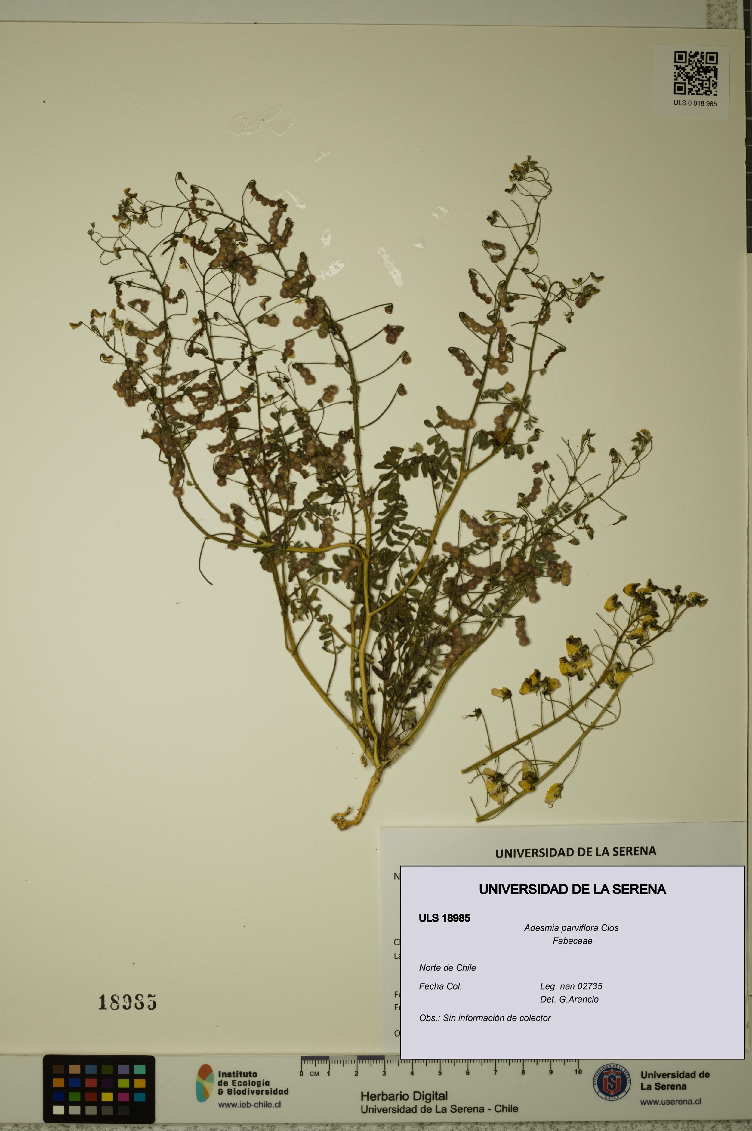 Adesmia parviflora [Espécimen: ]
