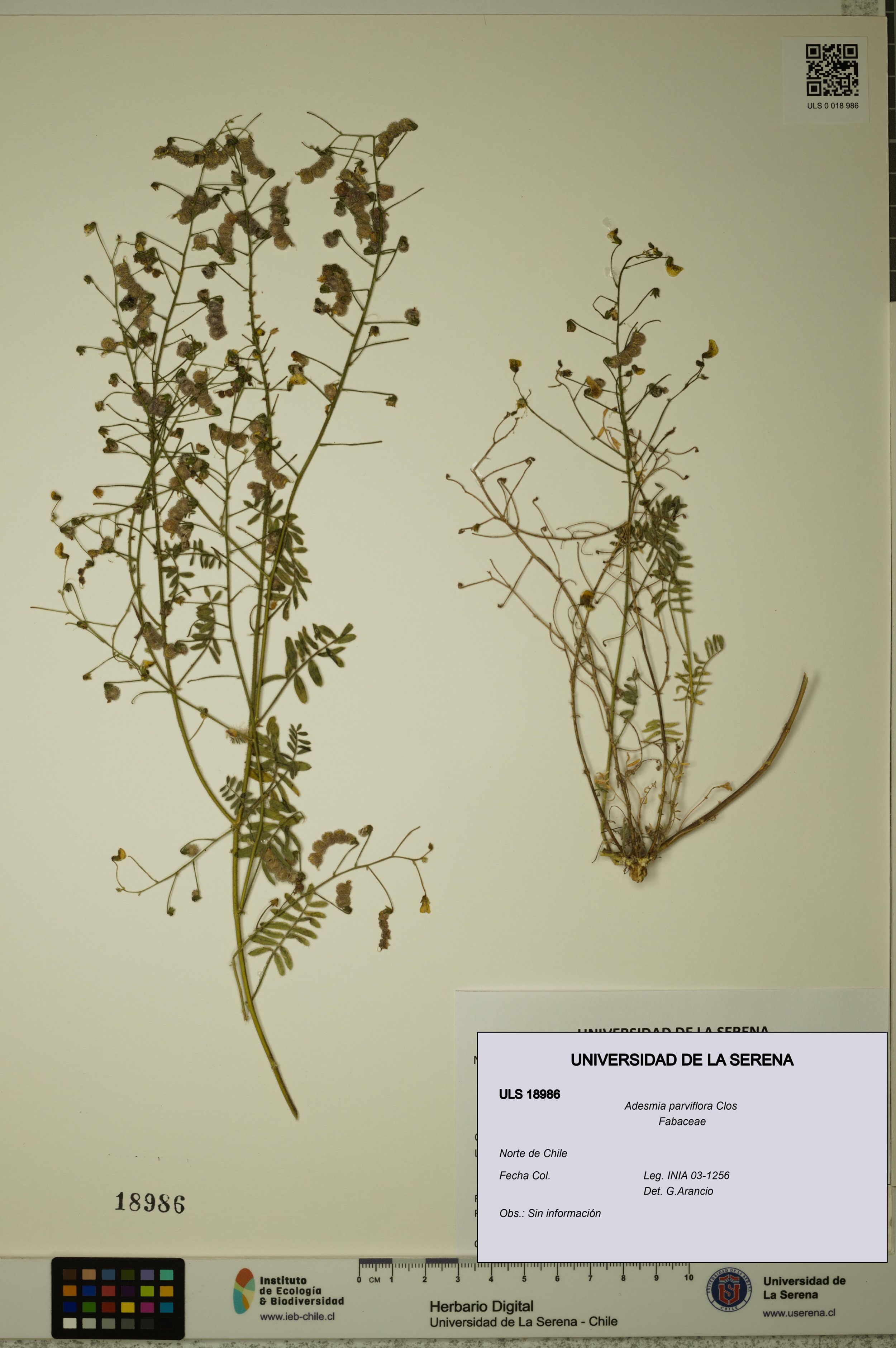 Adesmia parviflora [Espécimen: ]