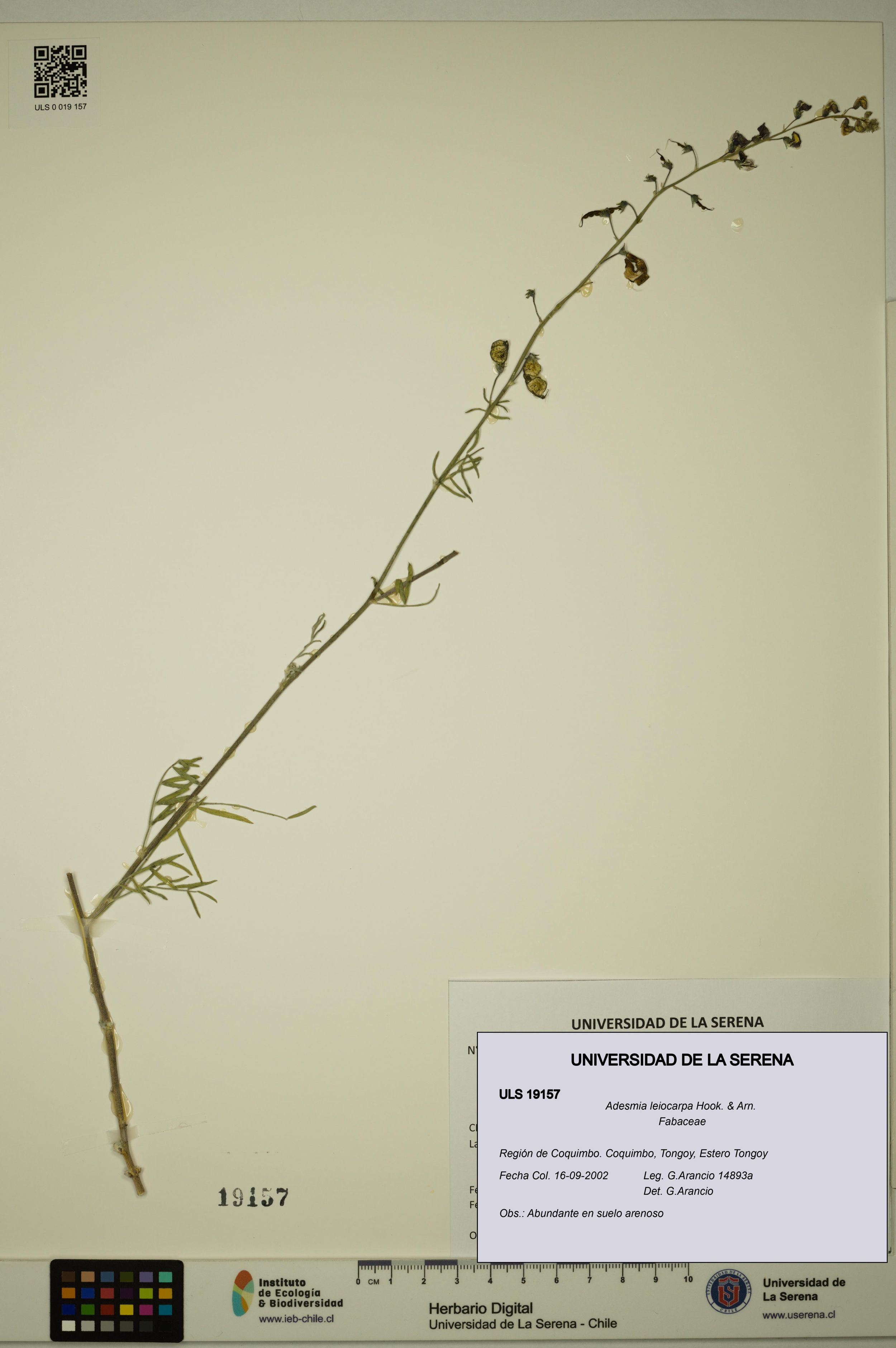 Adesmia leiocarpa [Espécimen: ]