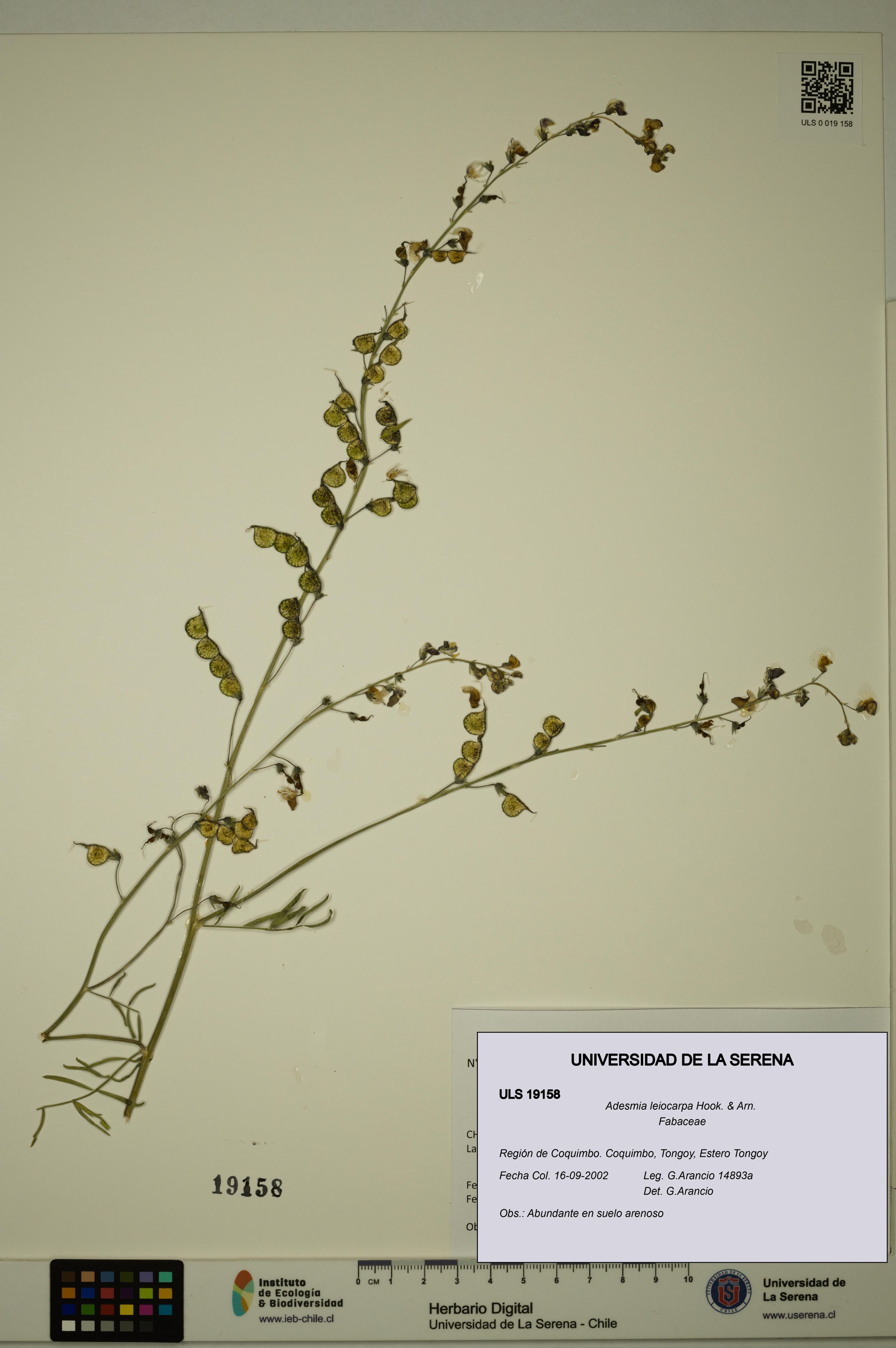 Adesmia leiocarpa [Espécimen: ]
