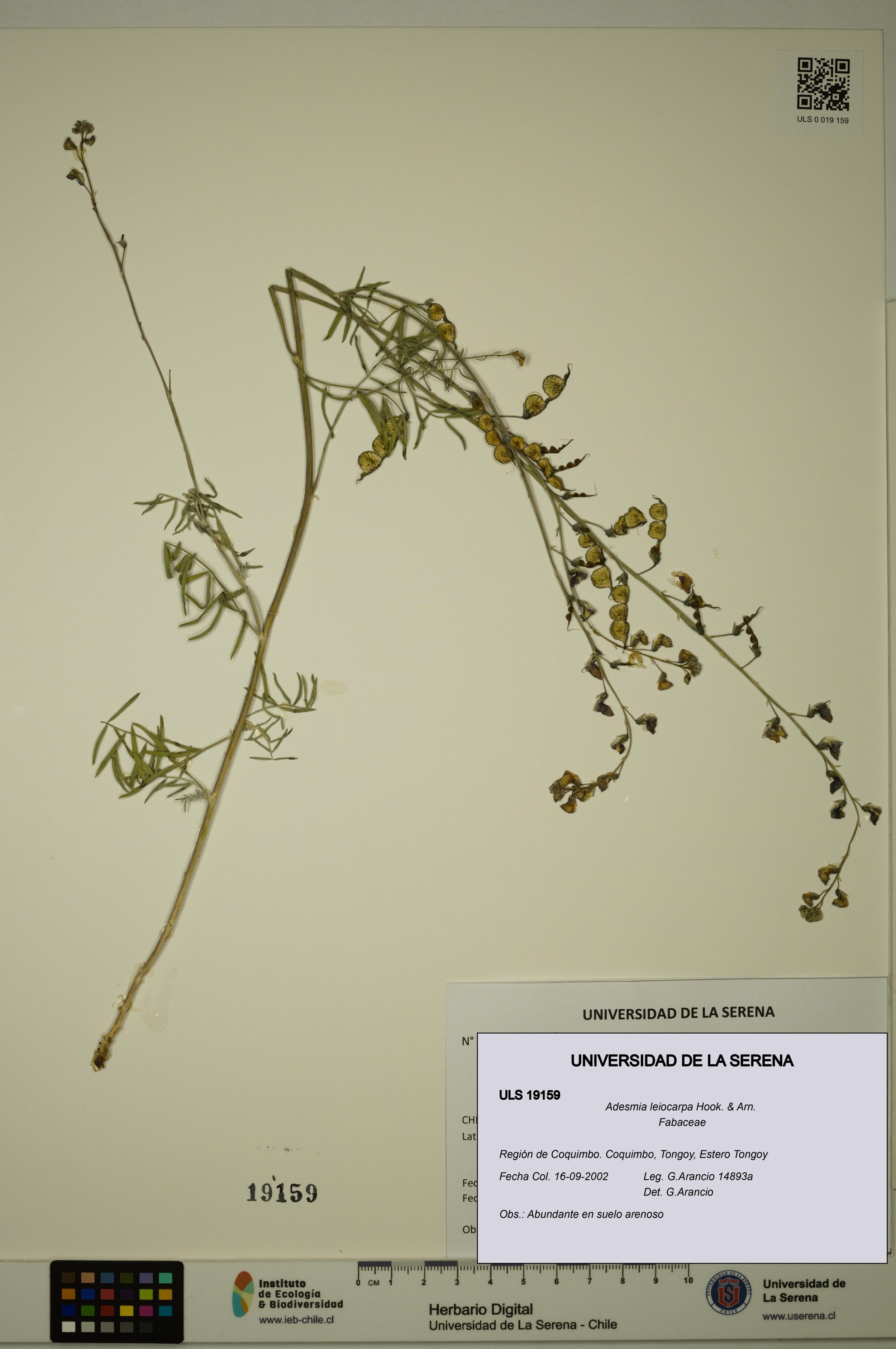 Adesmia leiocarpa [Espécimen: ]