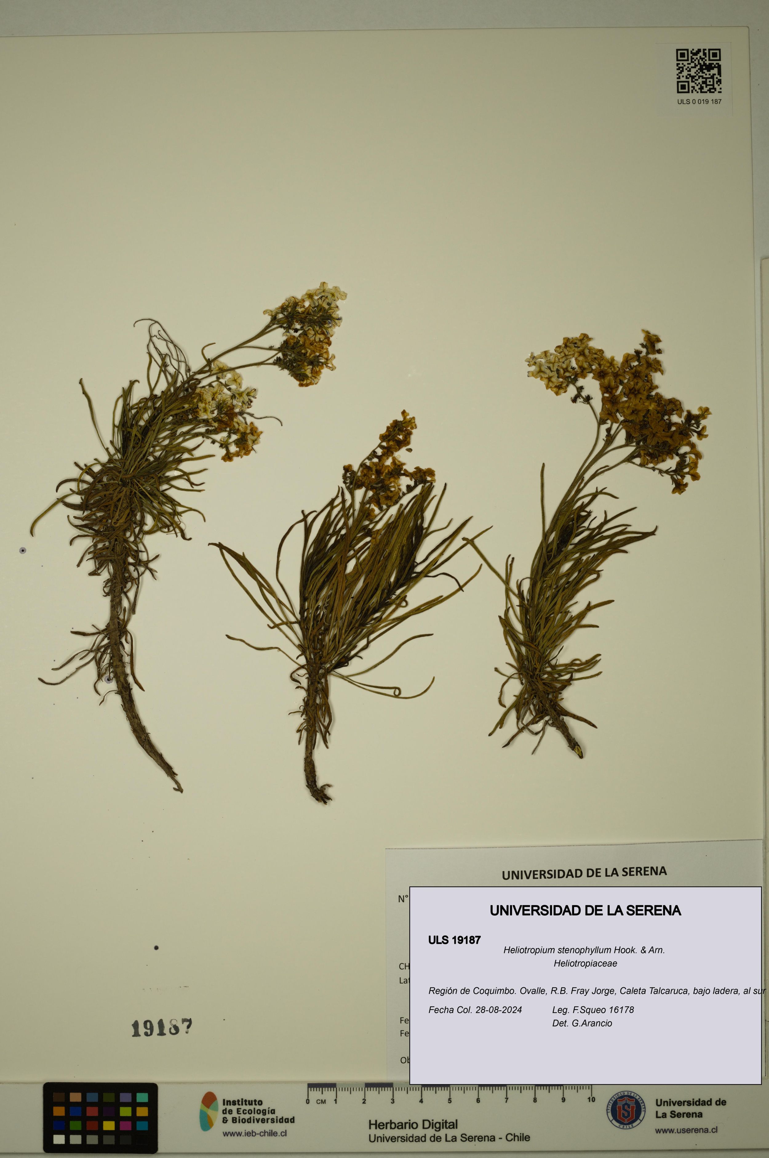 Heliotropium stenophyllum [Espécimen: ]
