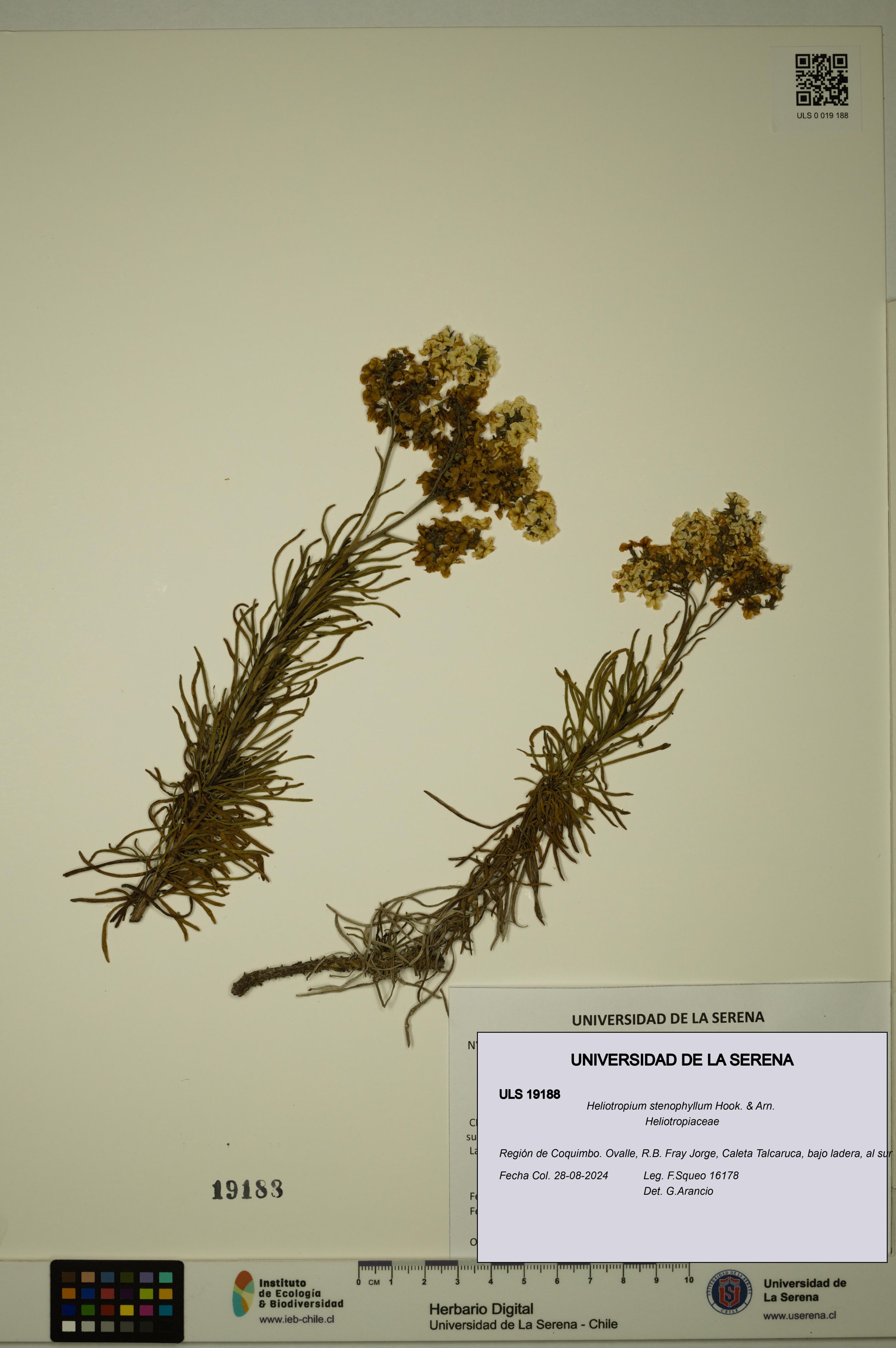 Heliotropium stenophyllum [Espécimen: ]