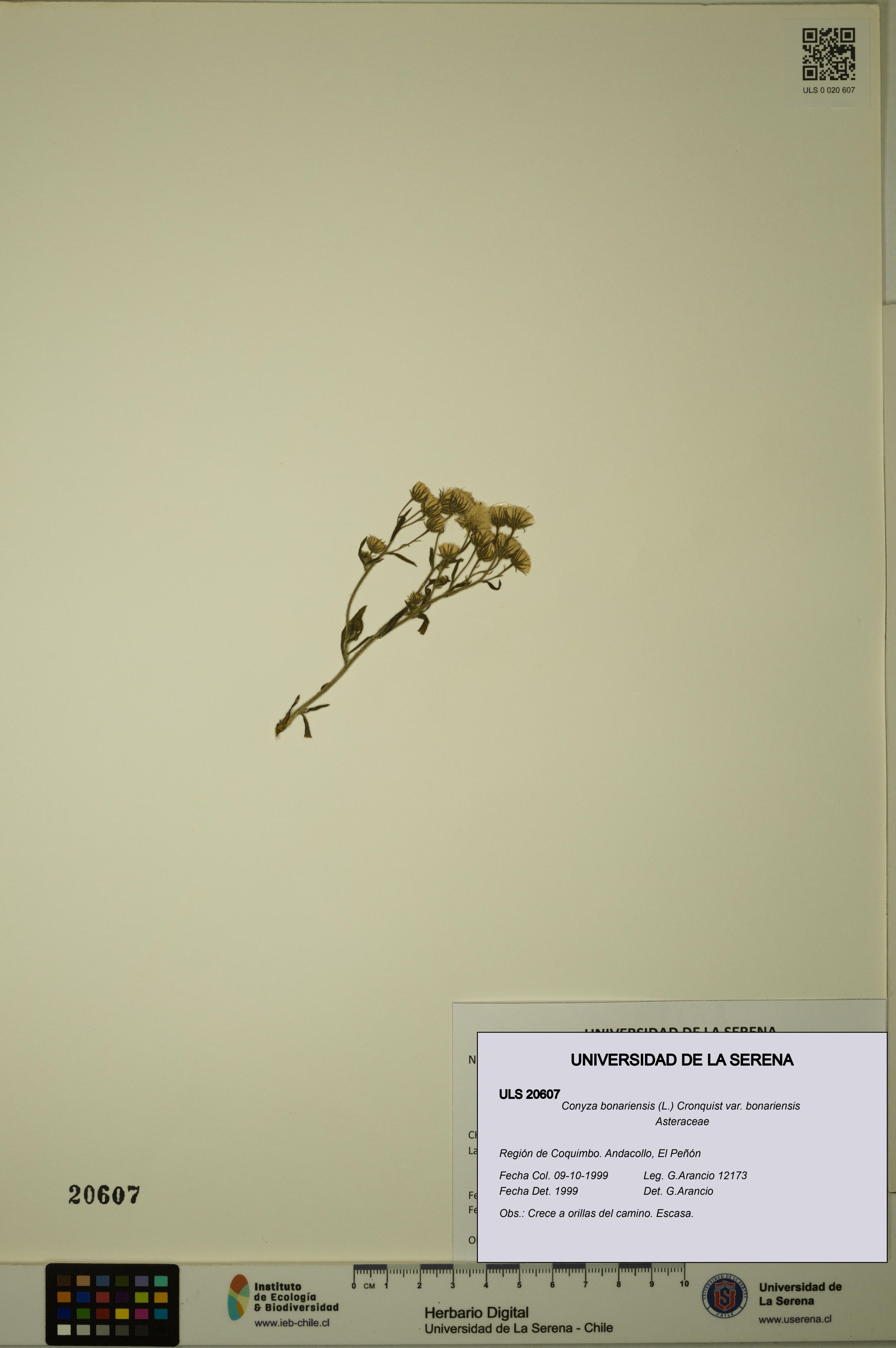 Conyza bonariensis var. bonariensis [Espécimen: ]