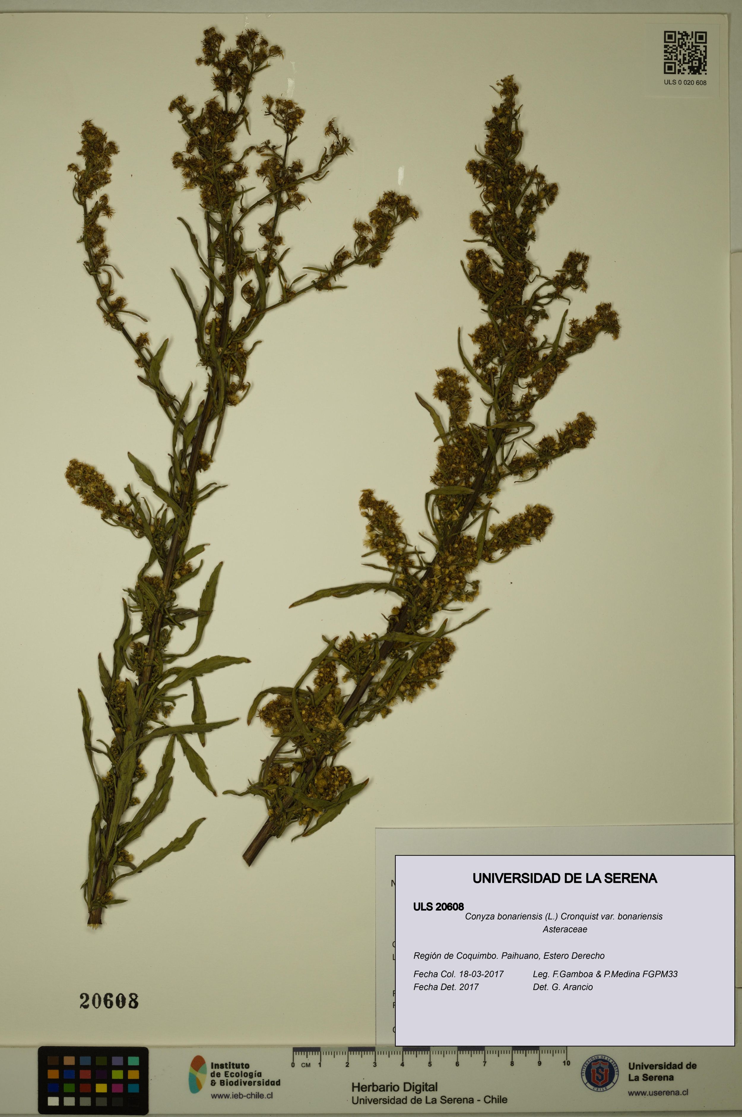 Conyza bonariensis [Espécimen: ]