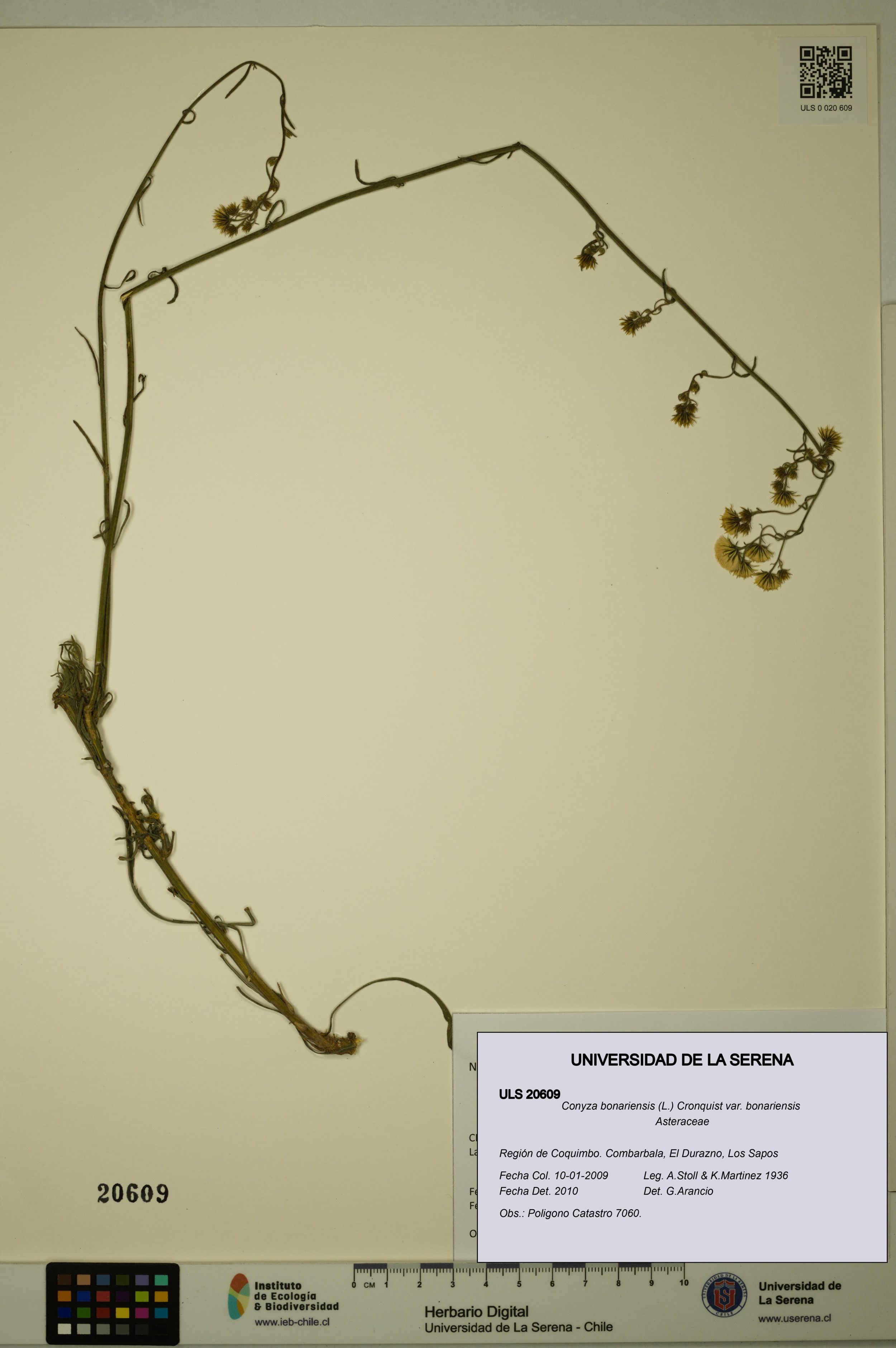 Conyza bonariensis [Espécimen: ]