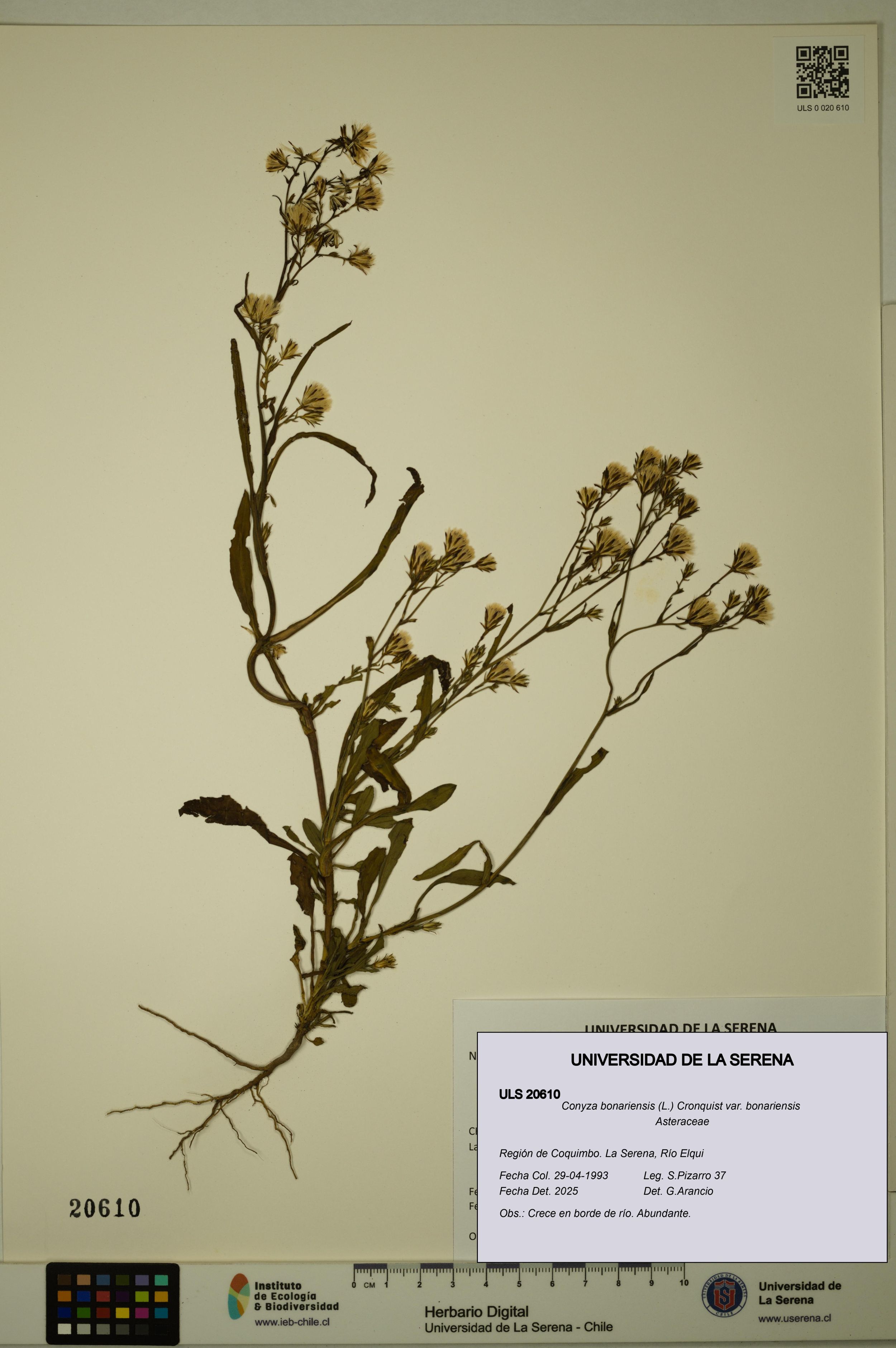 Conyza bonariensis [Espécimen: ]