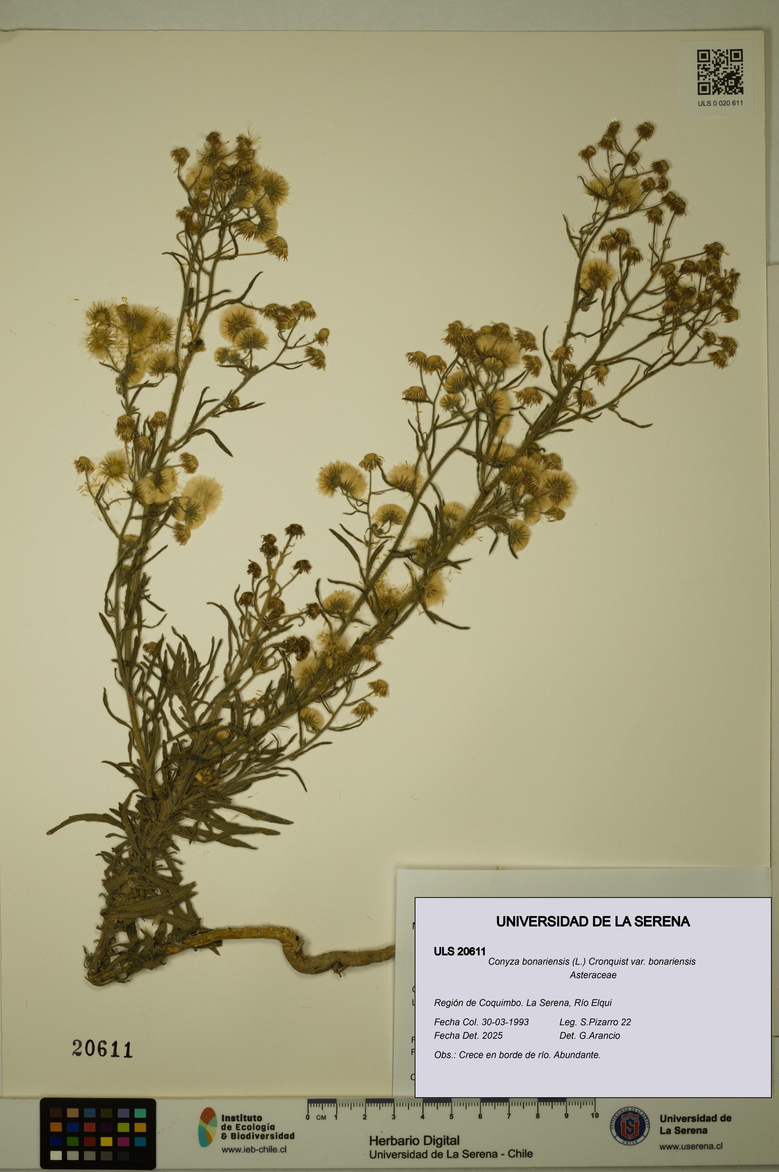 Conyza bonariensis [Espécimen: ]