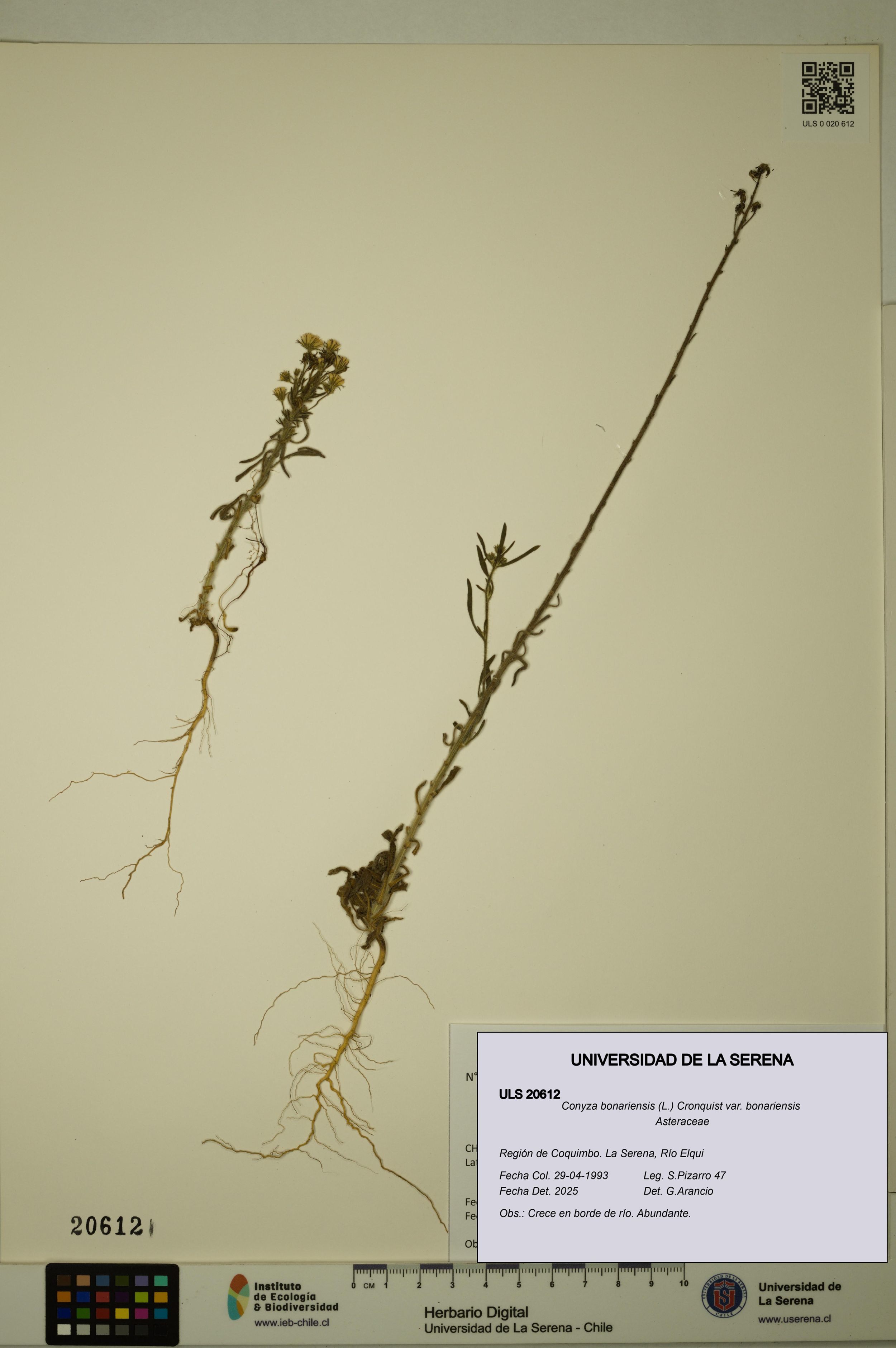 Conyza bonariensis [Espécimen: ]