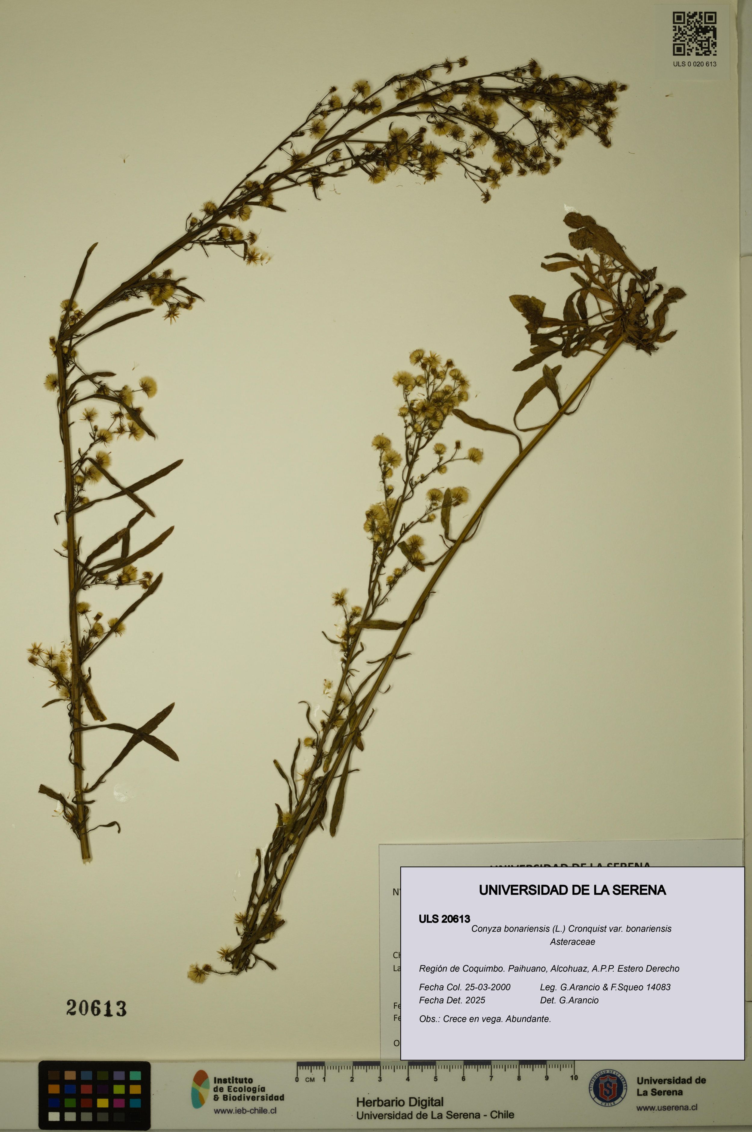 Conyza bonariensis [Espécimen: ]