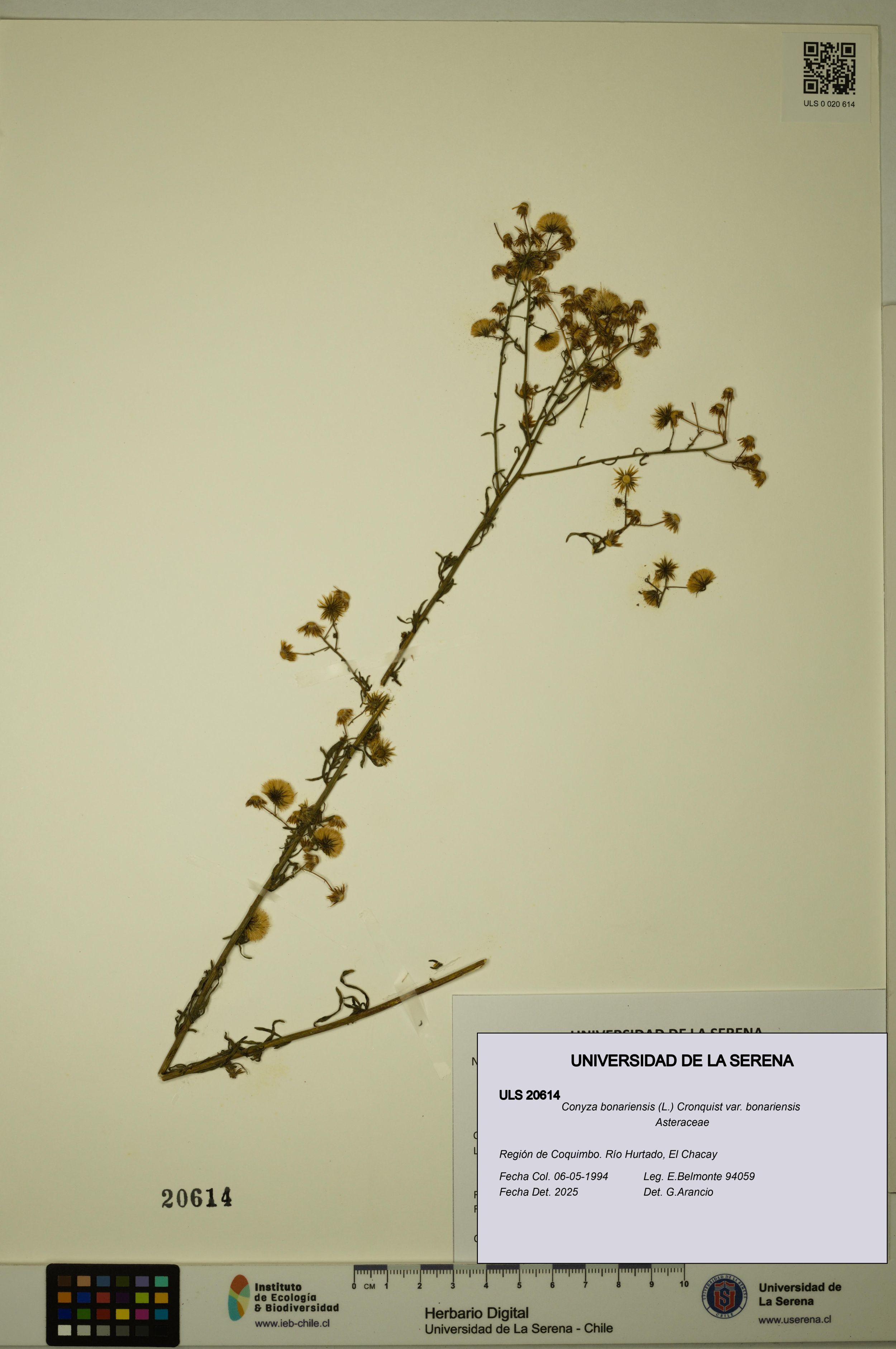 Conyza bonariensis [Espécimen: ]