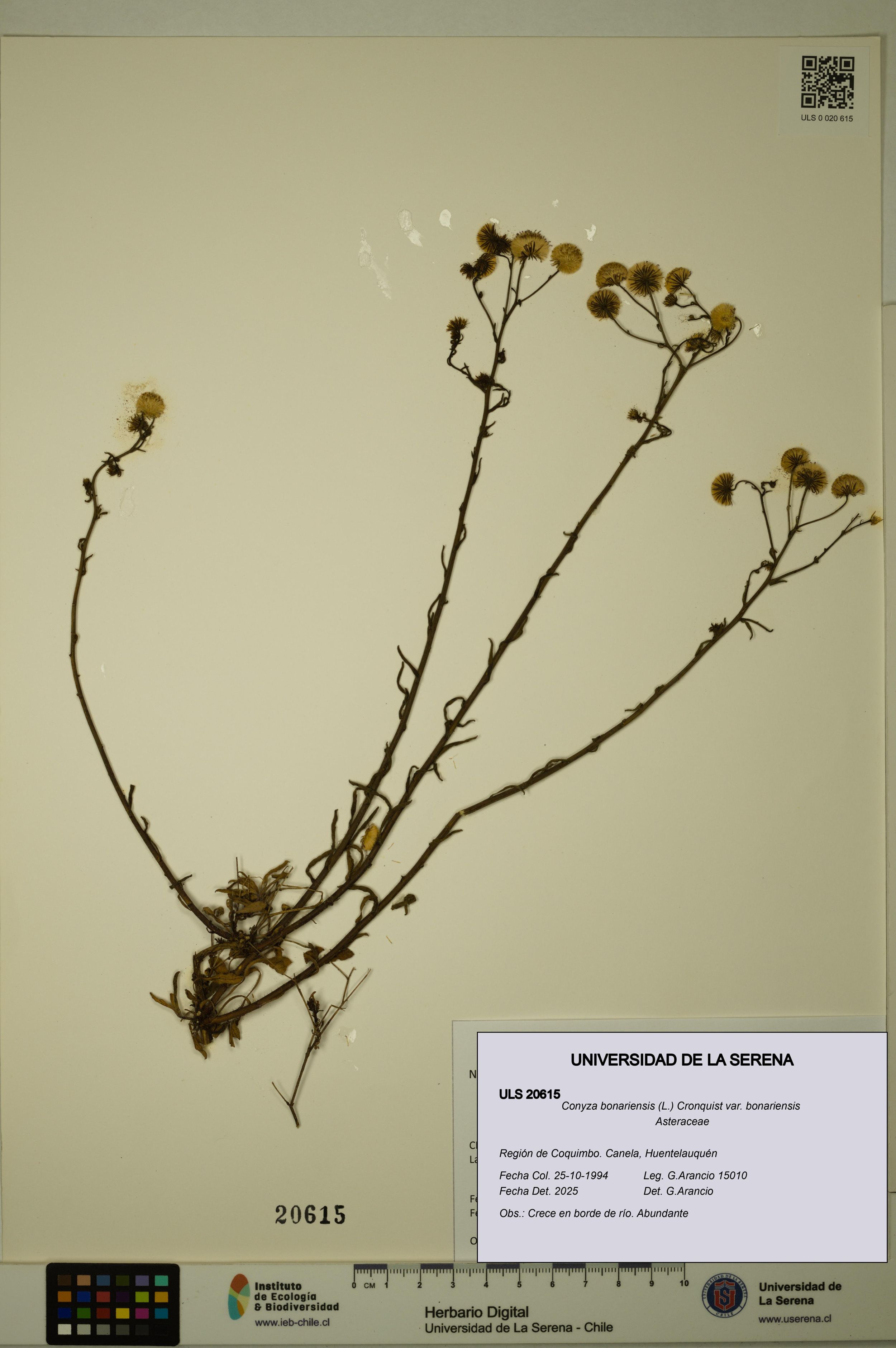 Conyza bonariensis [Espécimen: ]