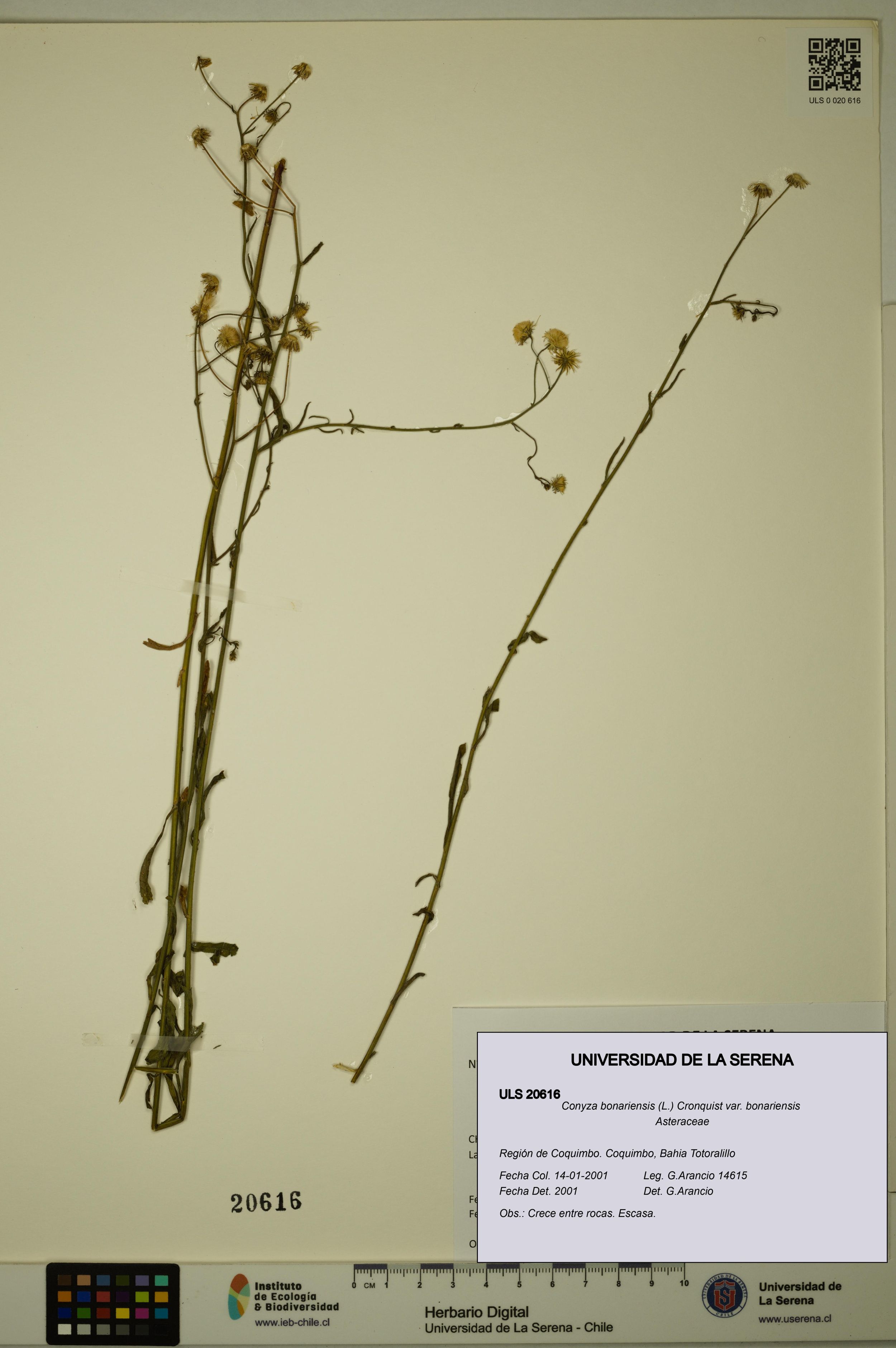 Conyza bonariensis [Espécimen: ]