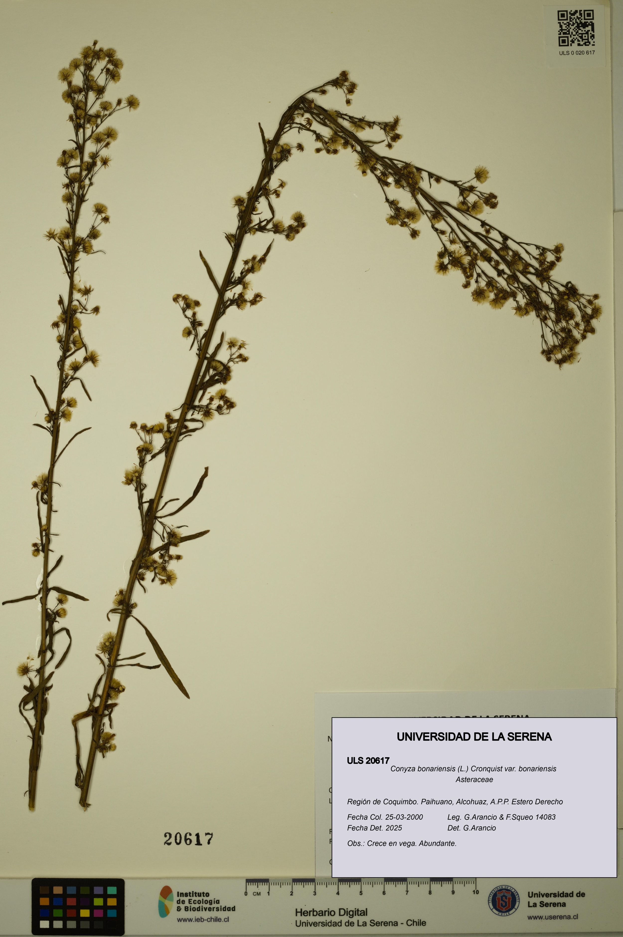 Conyza bonariensis [Espécimen: ]