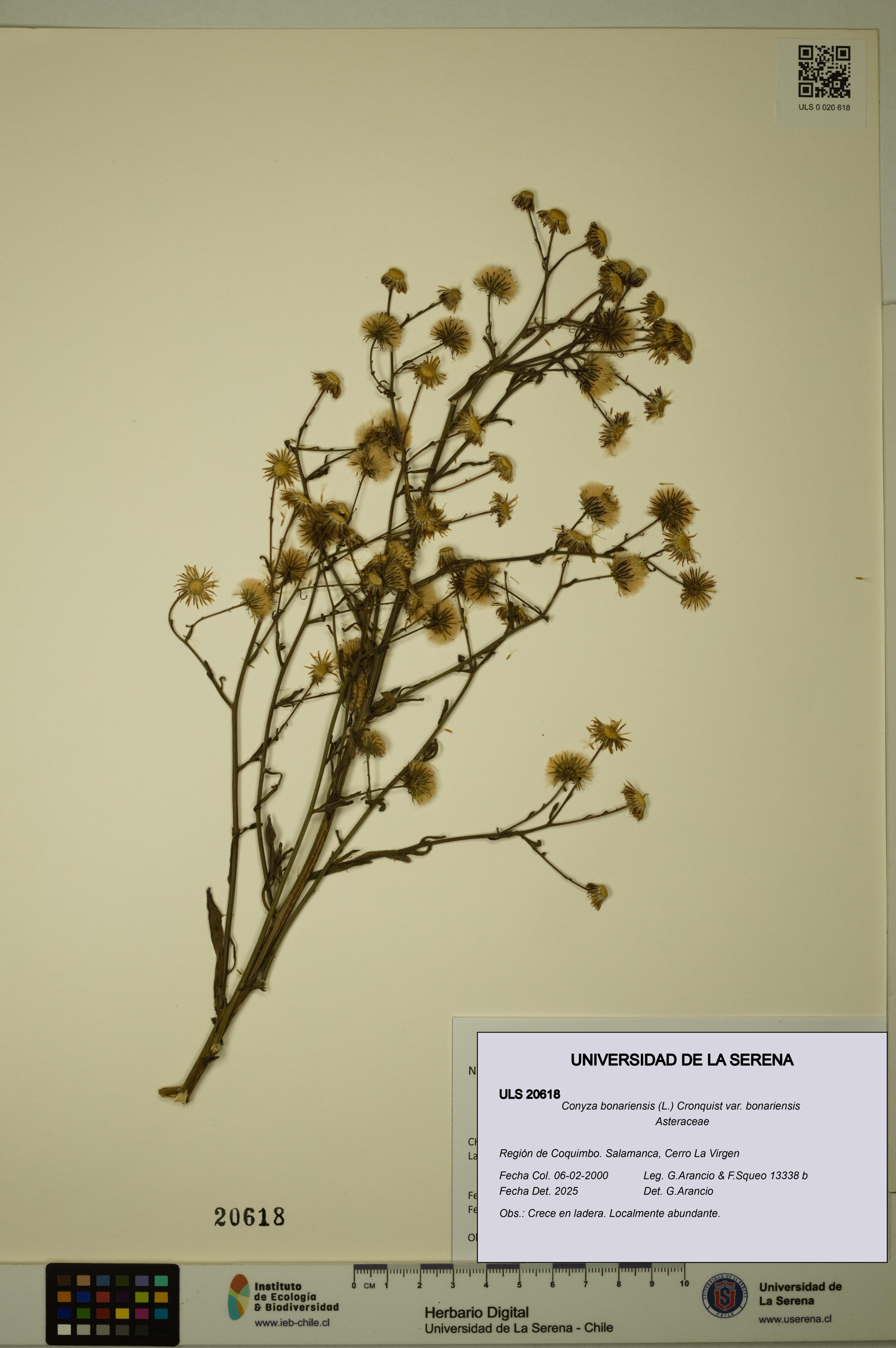Conyza bonariensis [Espécimen: ]