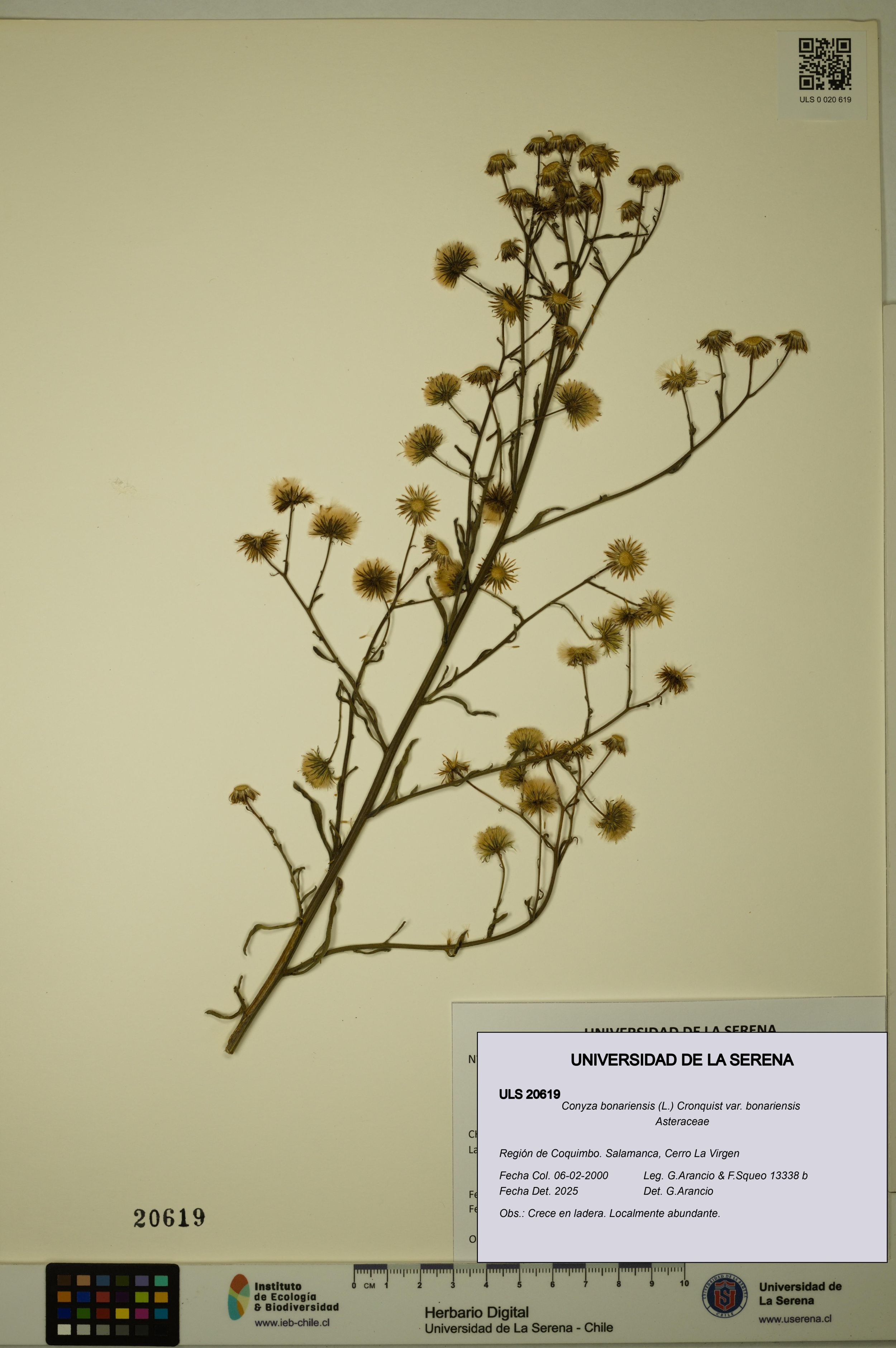Conyza bonariensis [Espécimen: ]