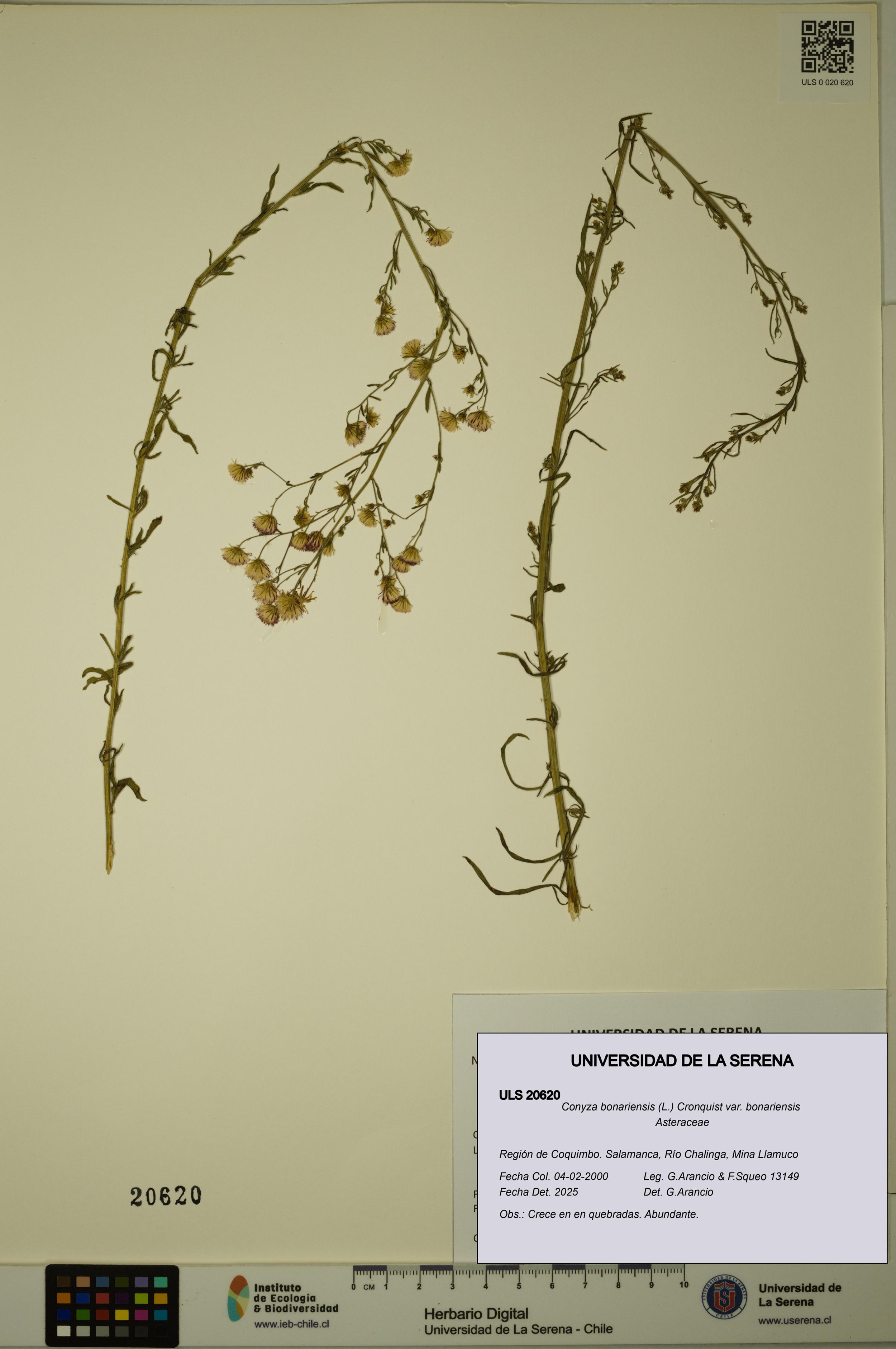 Conyza bonariensis [Espécimen: ]