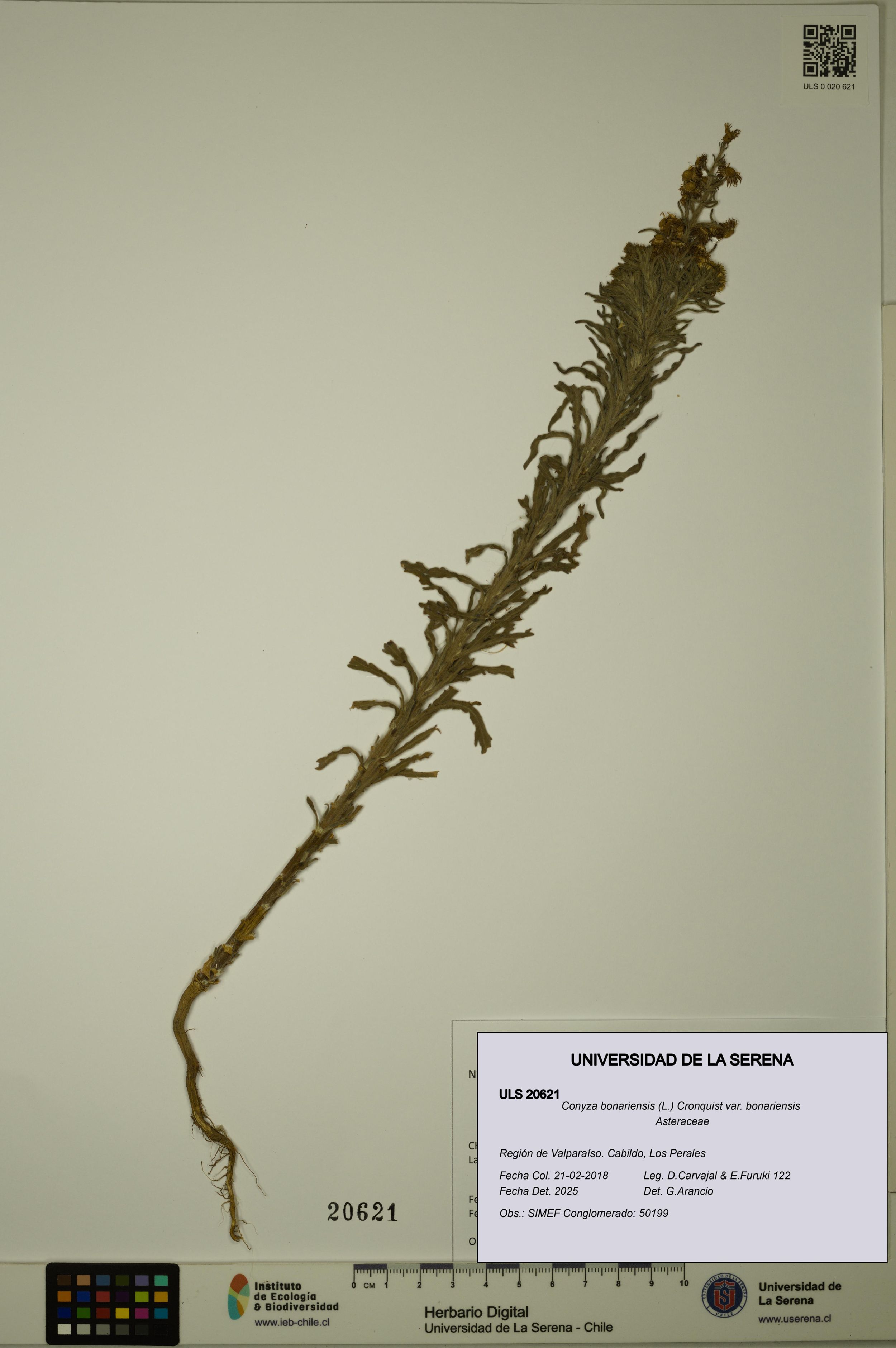 Conyza bonariensis [Espécimen: ]