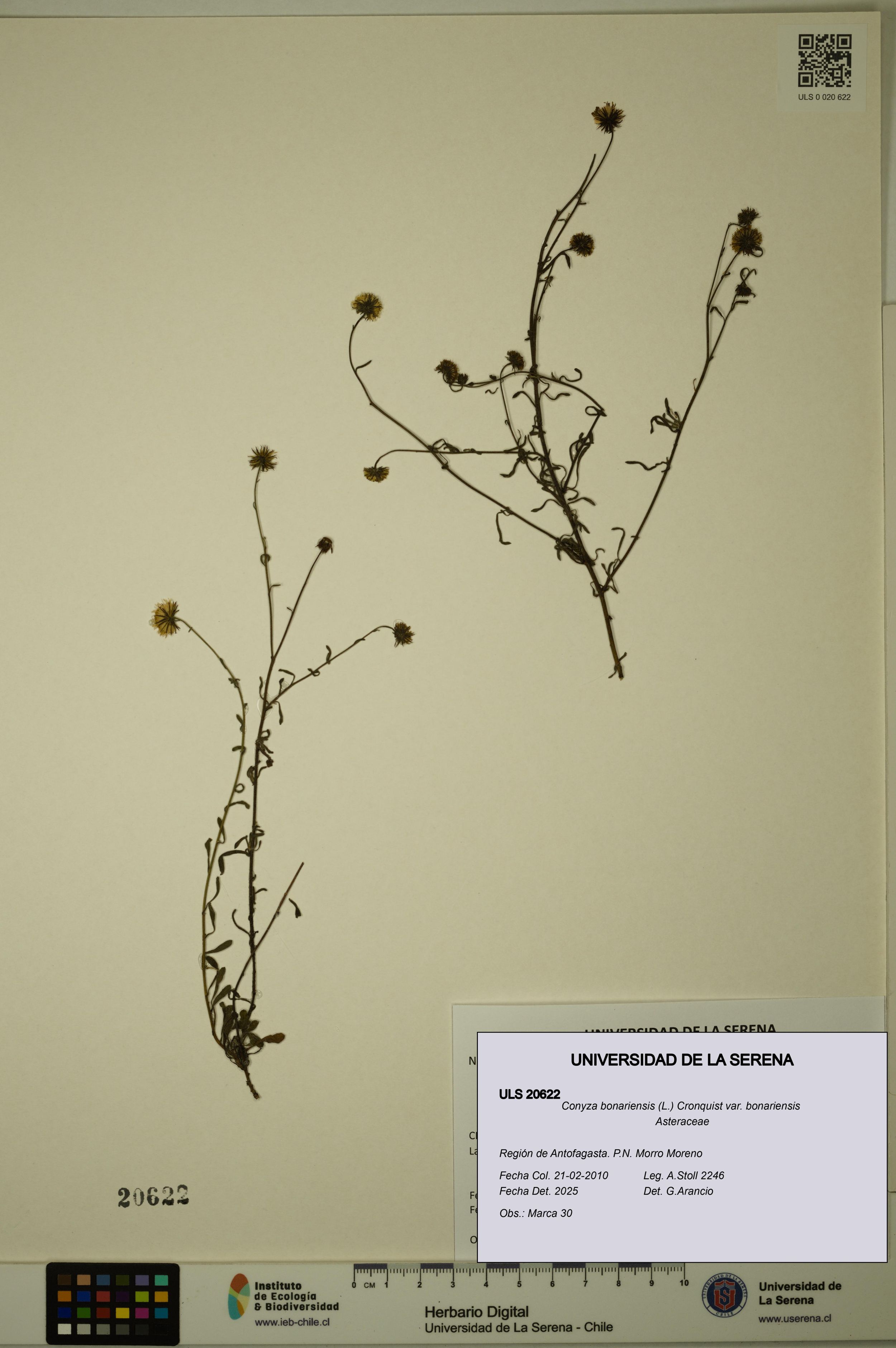 Conyza bonariensis [Espécimen: ]