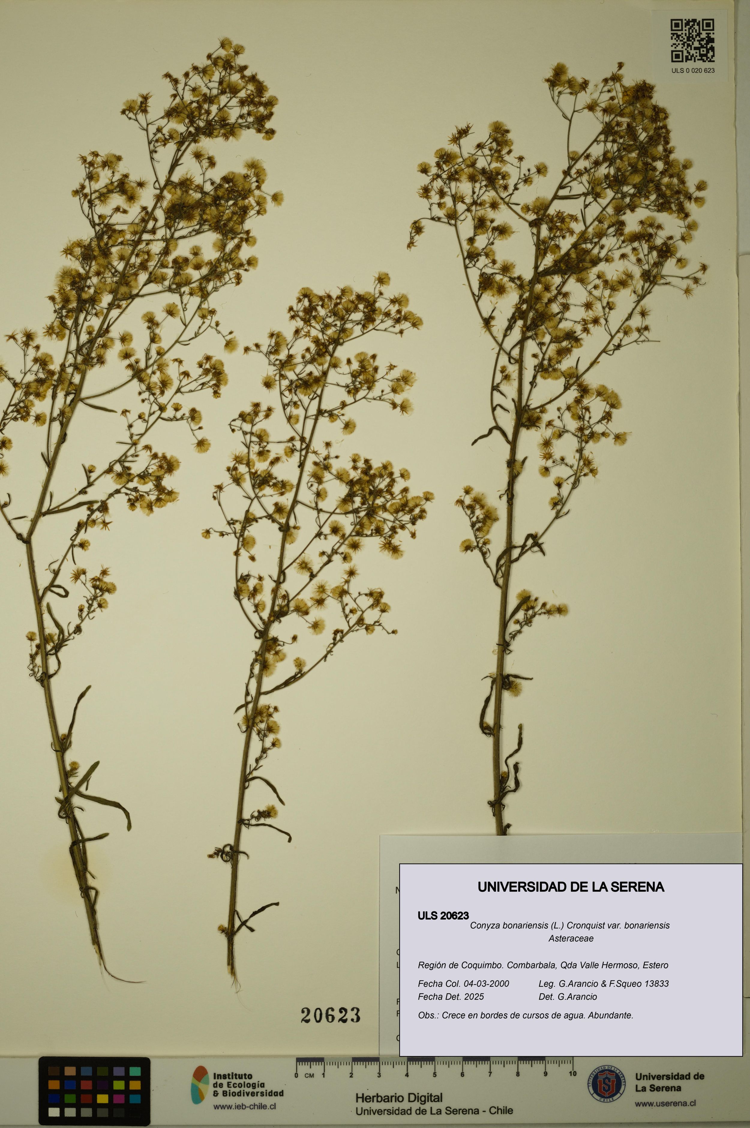 Conyza bonariensis [Espécimen: ]
