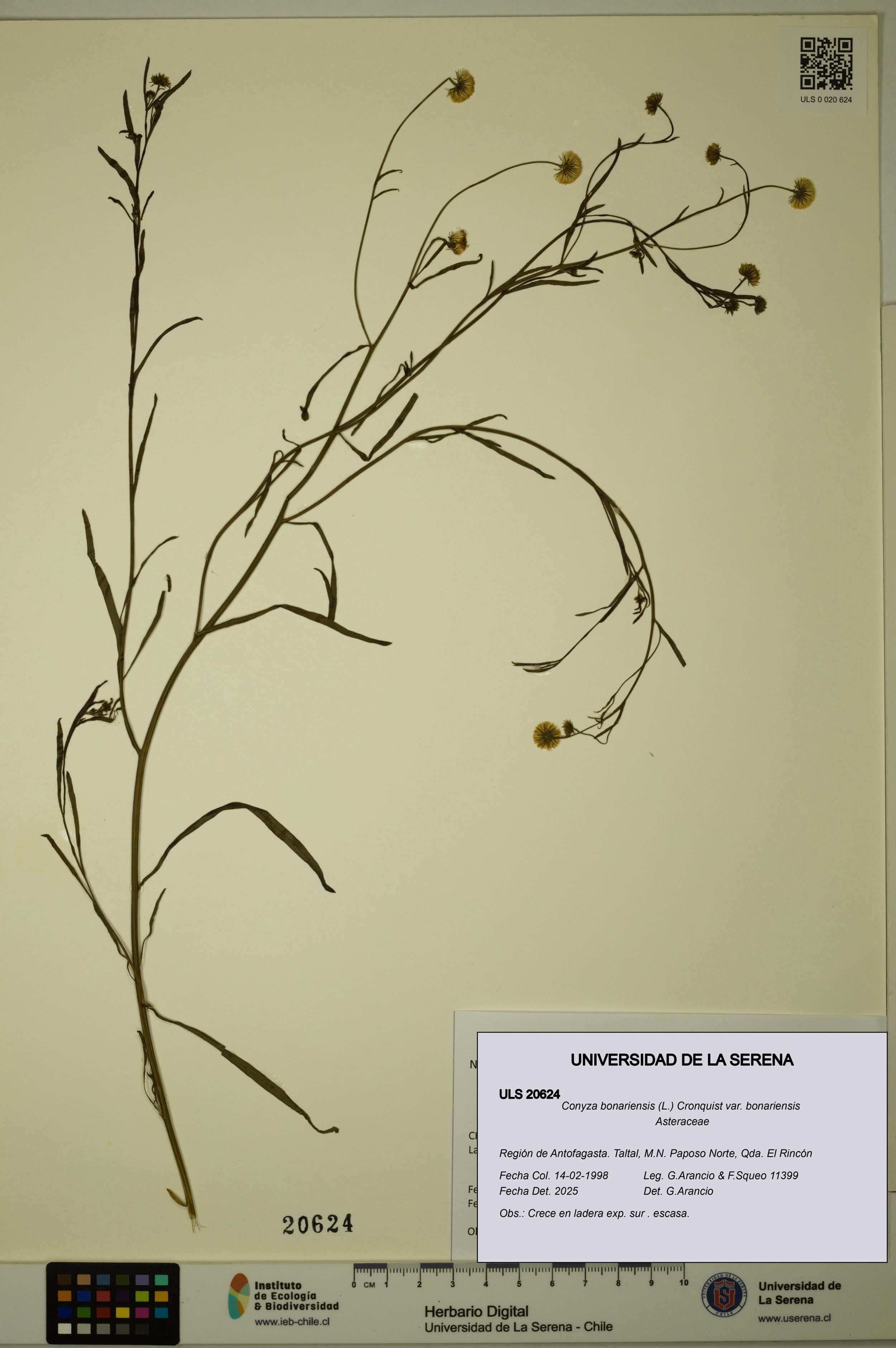 Conyza bonariensis [Espécimen: ]