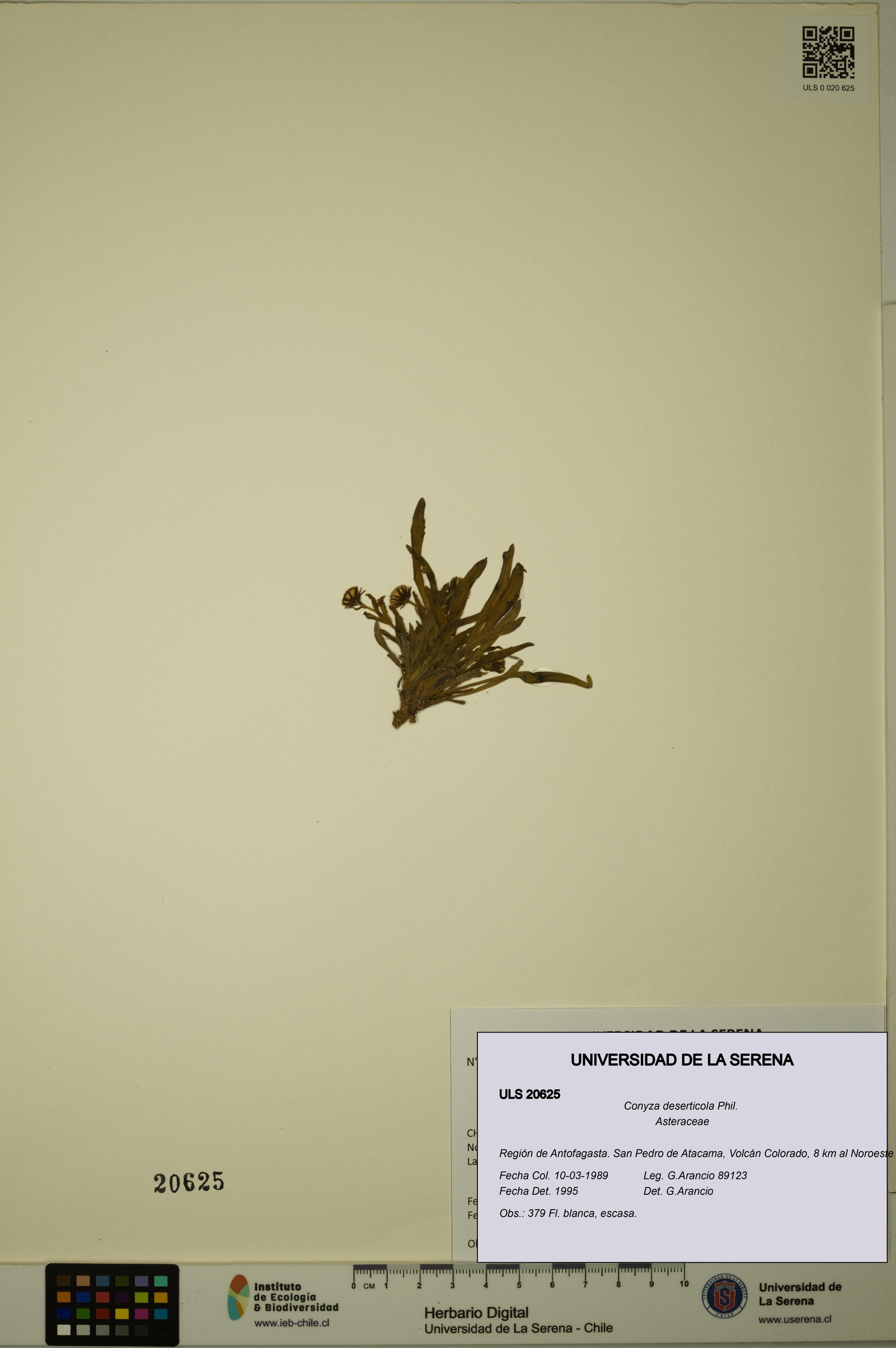 Conyza deserticola [Espécimen: ]