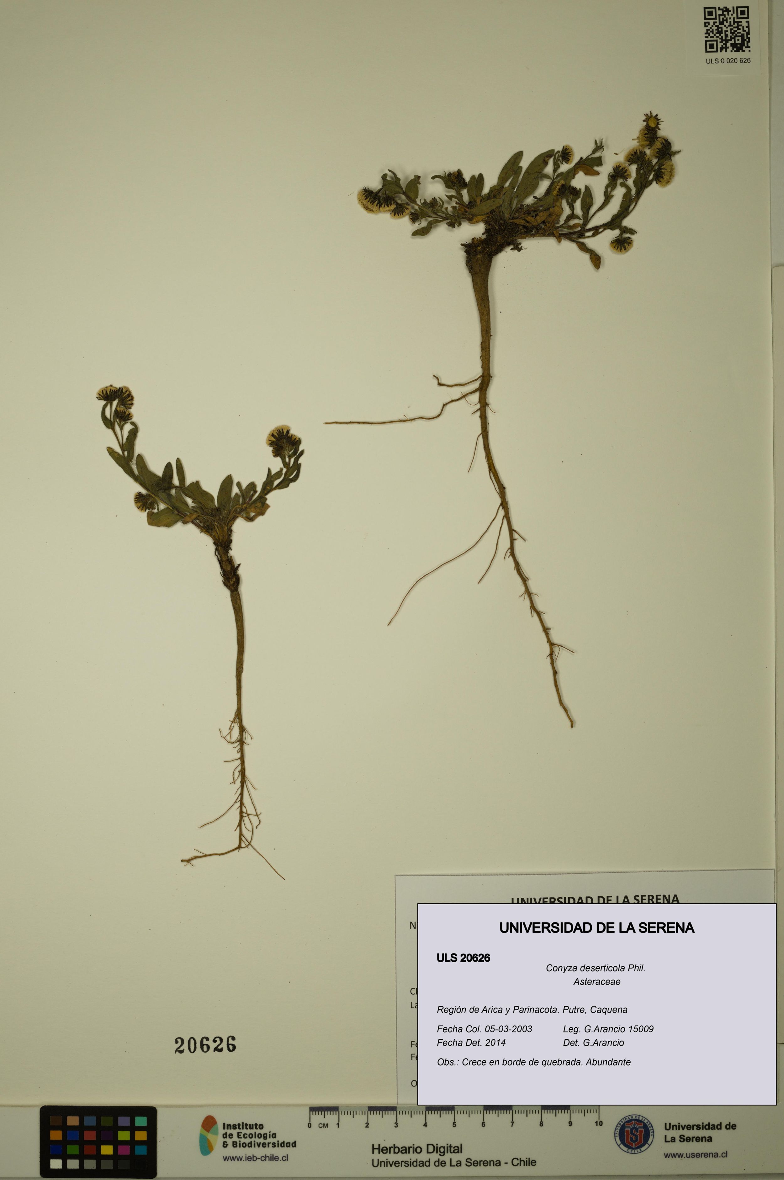Conyza deserticola [Espécimen: ]