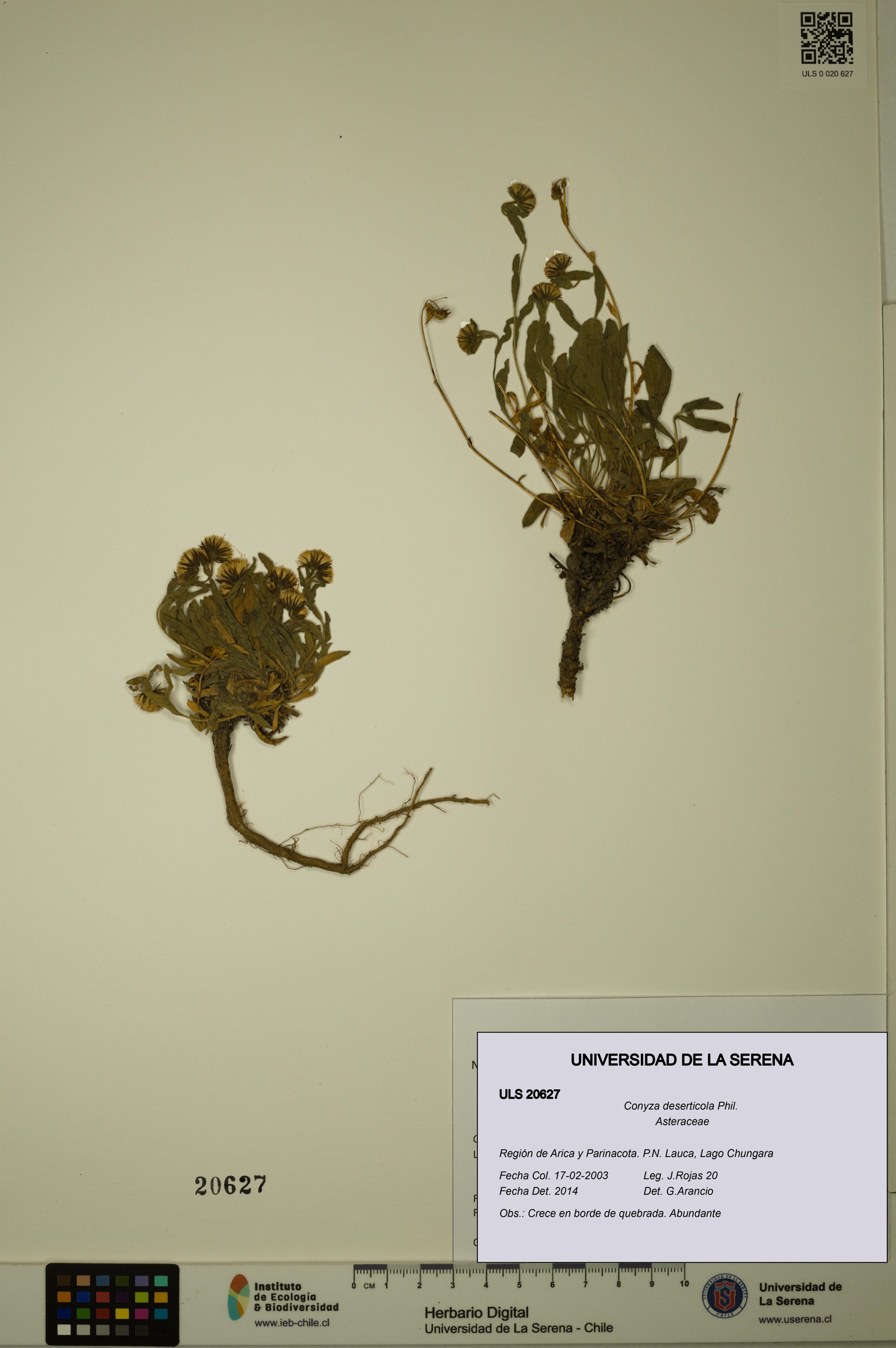 Conyza deserticola [Espécimen: ]