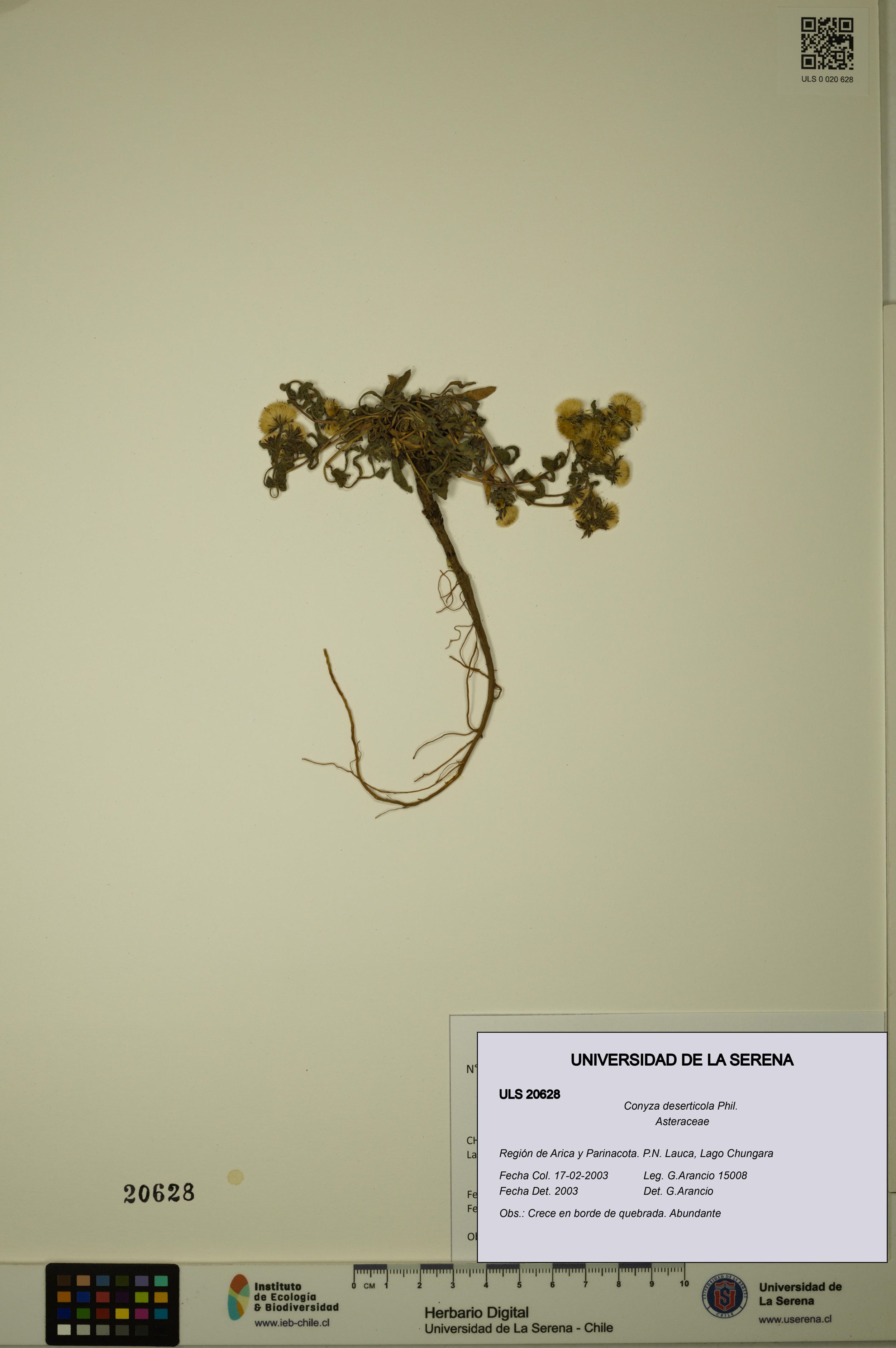 Conyza deserticola [Espécimen: ]